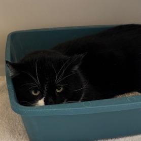 Barry, Adoptable, Adult Male Domestic Short Hair.