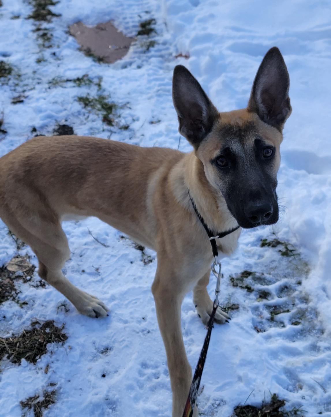 Frost , ADOPTABLE, Young Female Belgian Shepherd / Malinois.