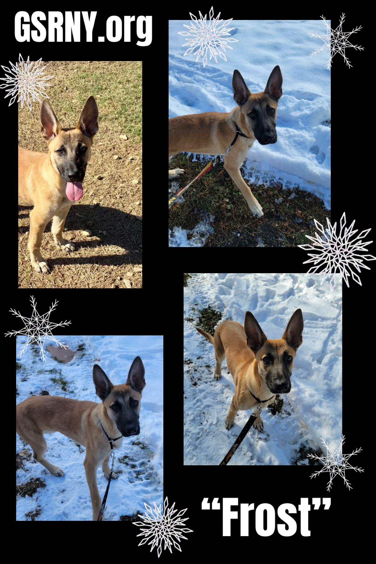 Frost , a ADOPTABLE mixed breed in Delmar, NY image 2/2