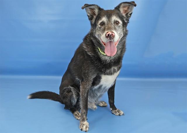 Enlarge BLUTO, a Adoptable mixed breed in Colorado Springs, CO image 1/1