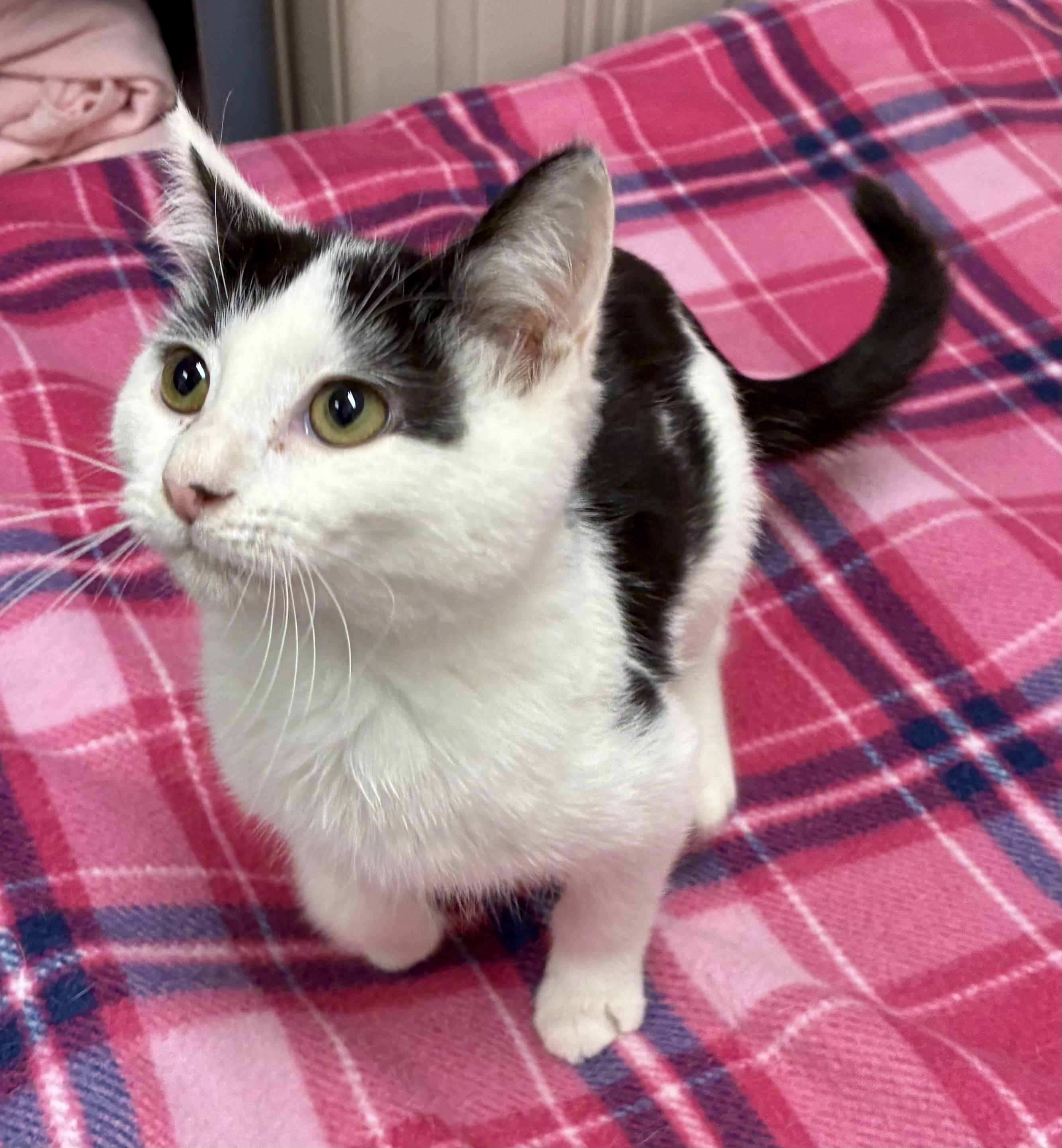 Enlarge MONTY, a Adoptable mixed breed in Louisa, KY image 1/6