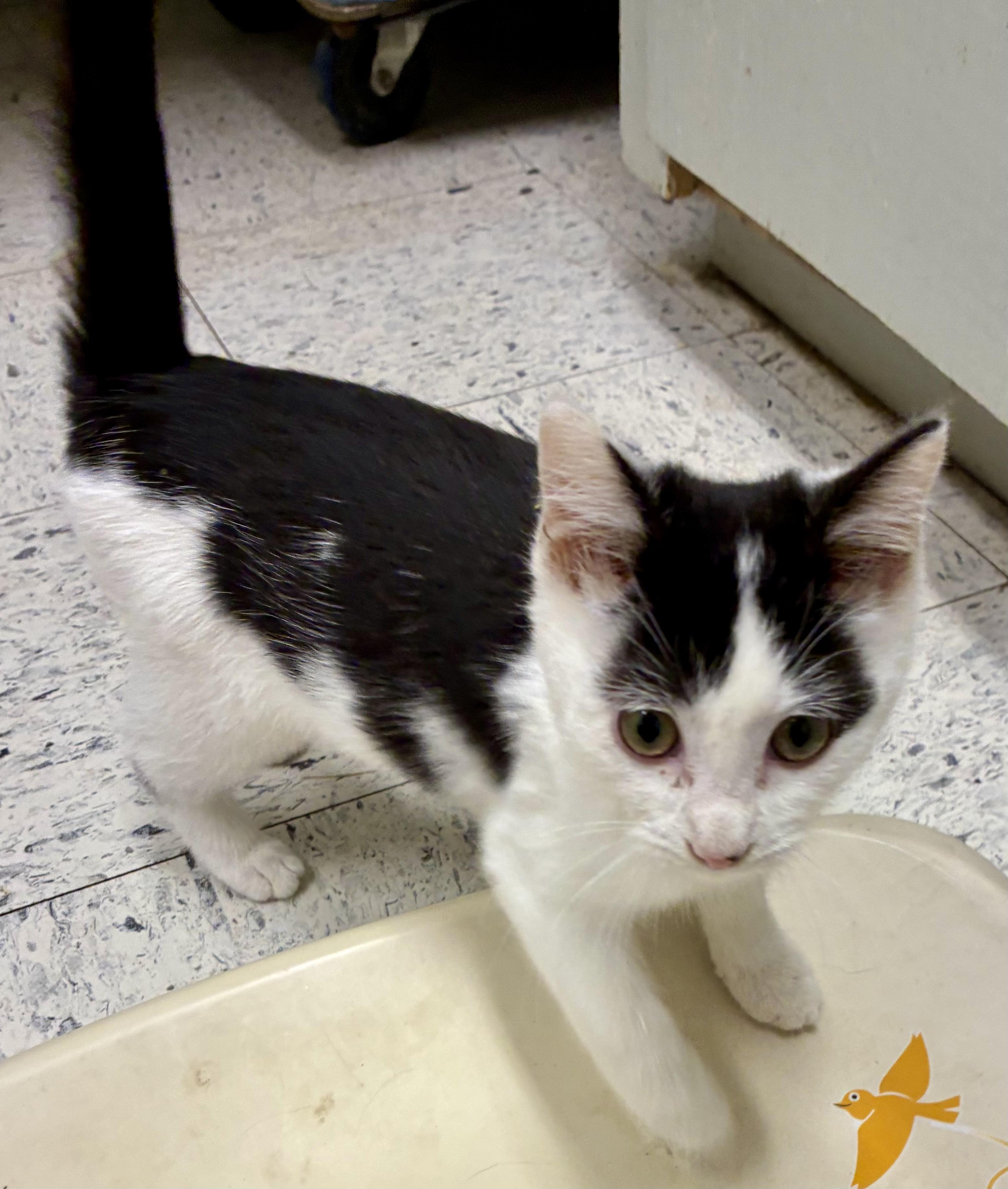 Enlarge MONTY, a Adoptable mixed breed in Louisa, KY image 2/6