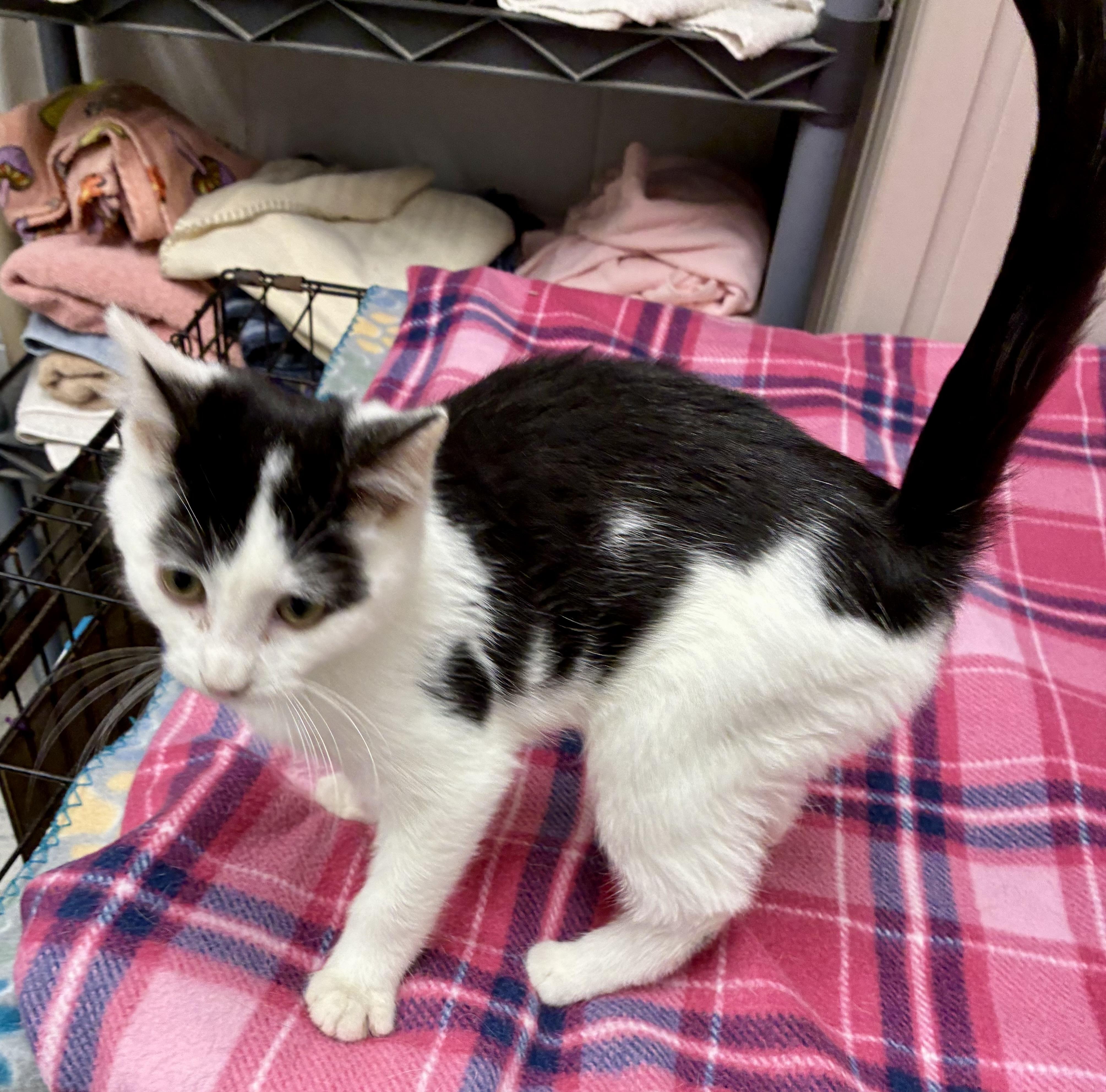 Enlarge MONTY, a Adoptable mixed breed in Louisa, KY image 3/6