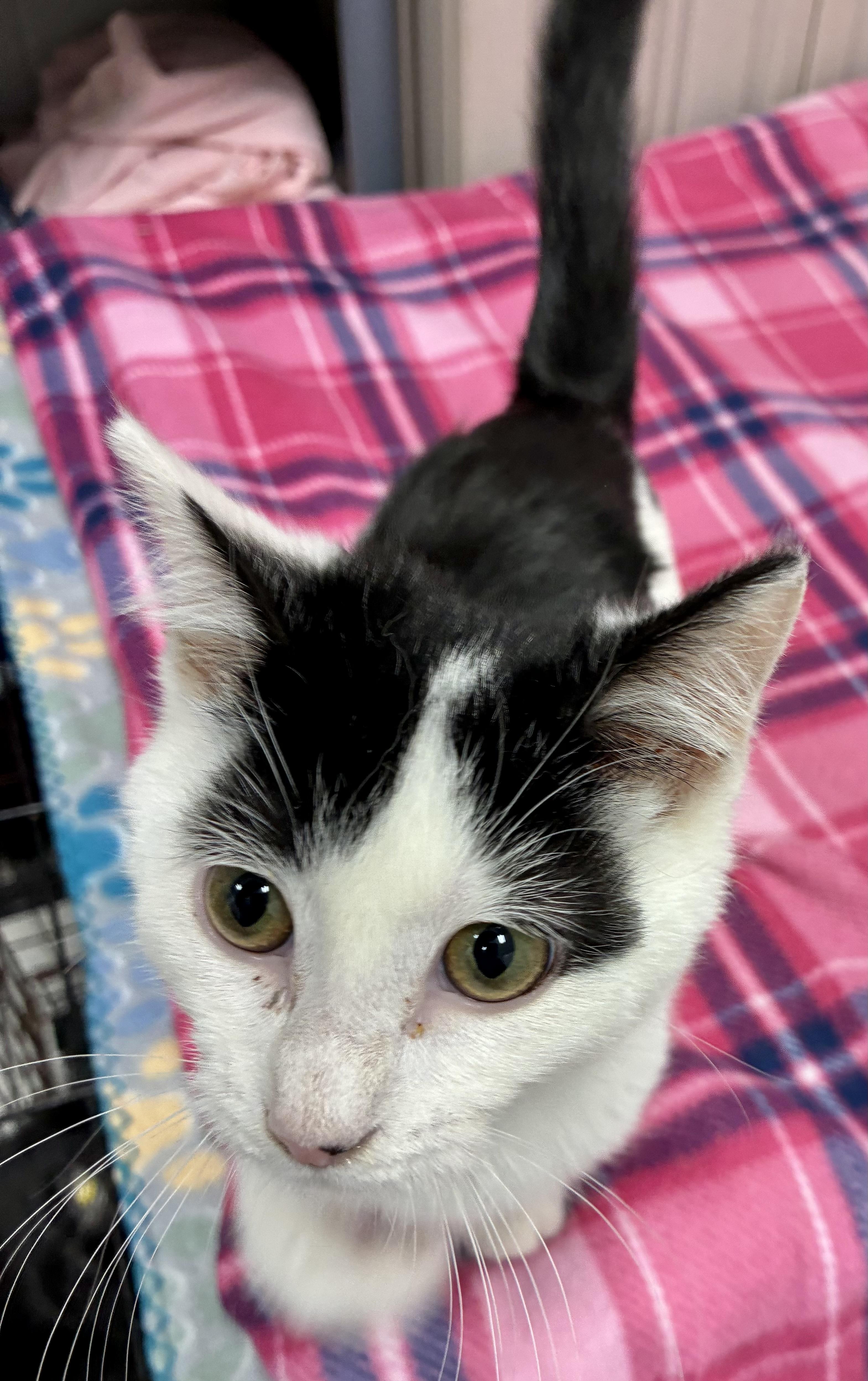 Enlarge MONTY, a Adoptable mixed breed in Louisa, KY image 5/6