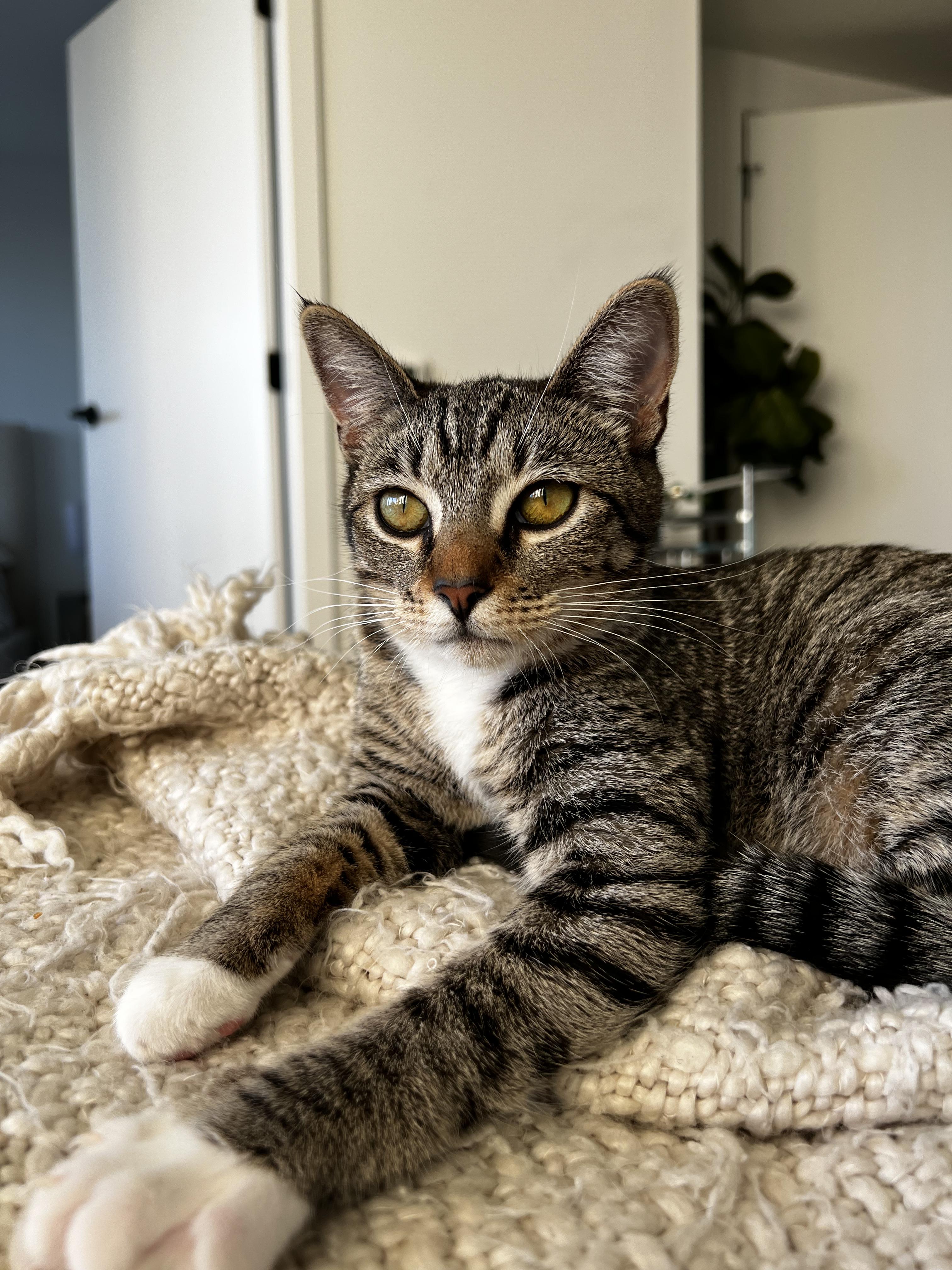 Enlarge Coco 2, a ADOPTABLE Tabby in BURNABY, BC image 1/1