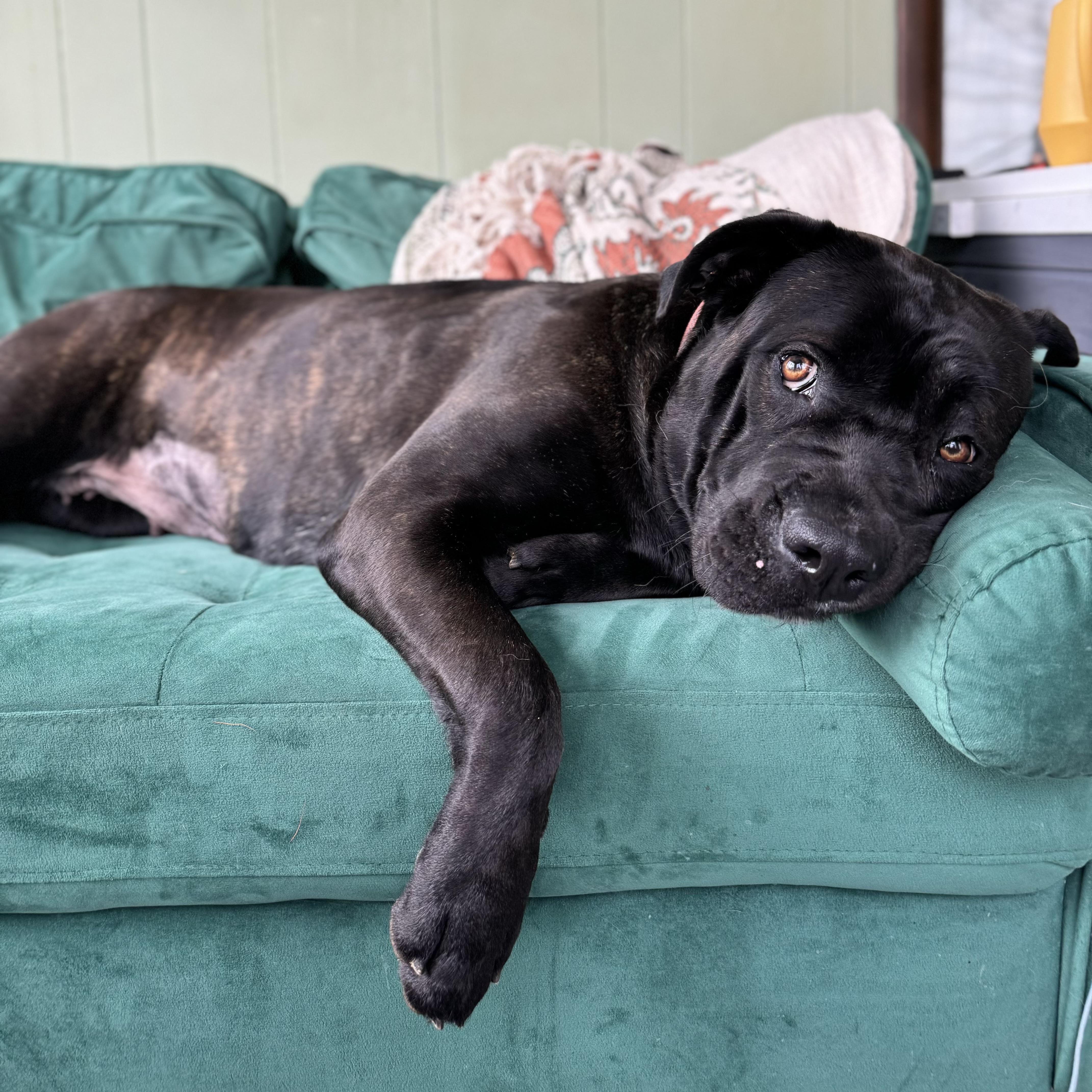 Enlarge Alice, a ADOPTABLE mixed breed in China Township, MI image 3/6