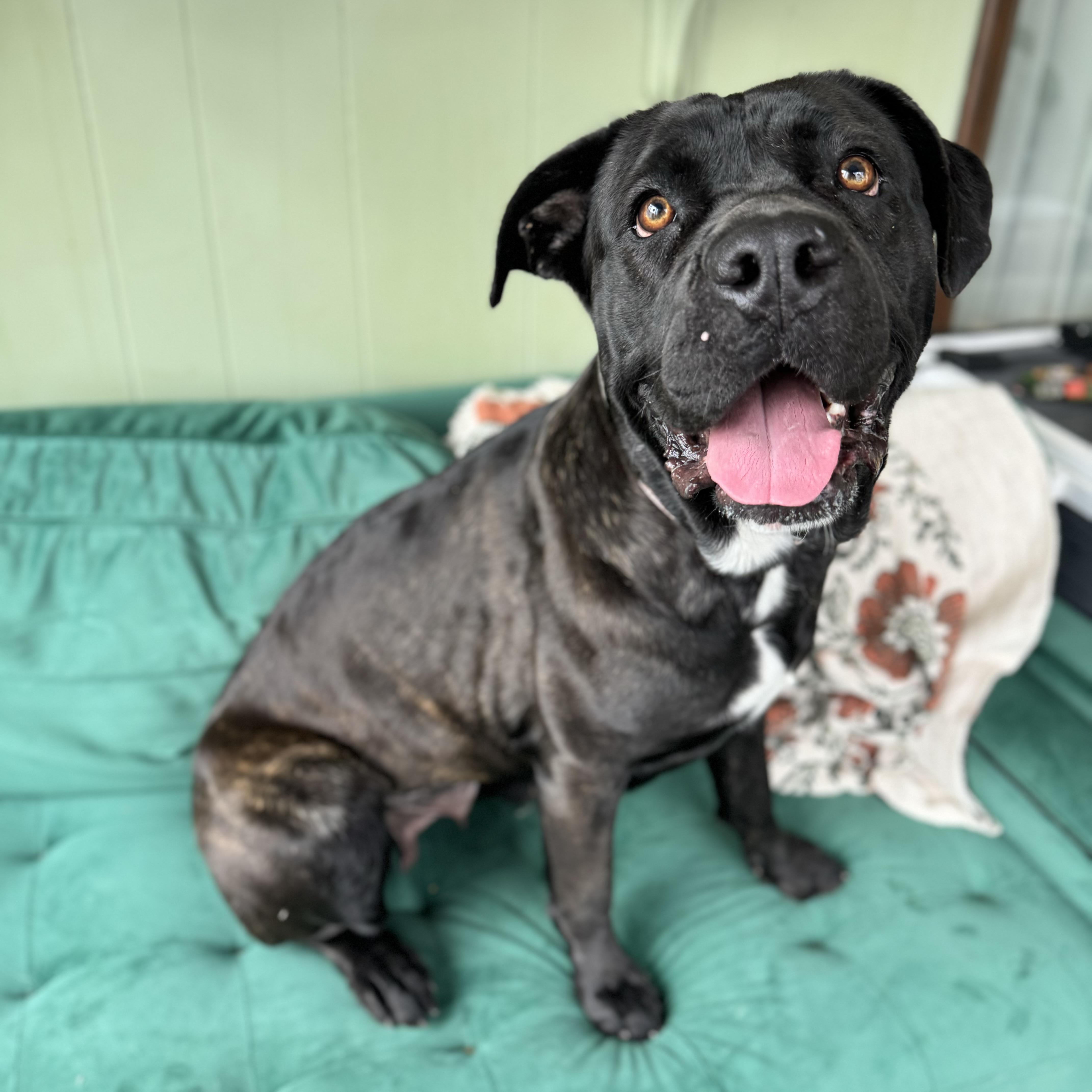 Enlarge Alice, a ADOPTABLE mixed breed in China Township, MI image 2/6