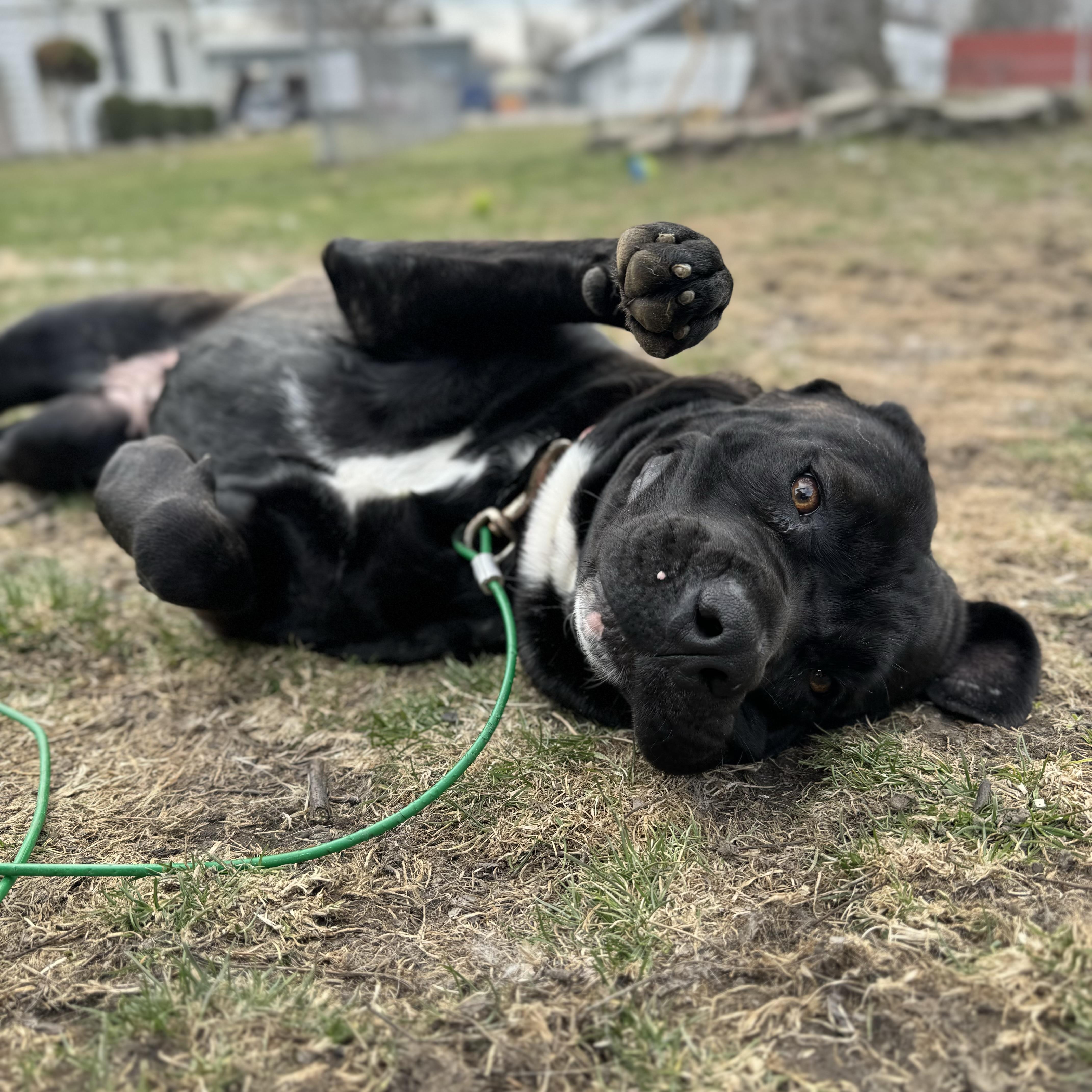 Enlarge Alice, a ADOPTABLE mixed breed in China Township, MI image 5/6