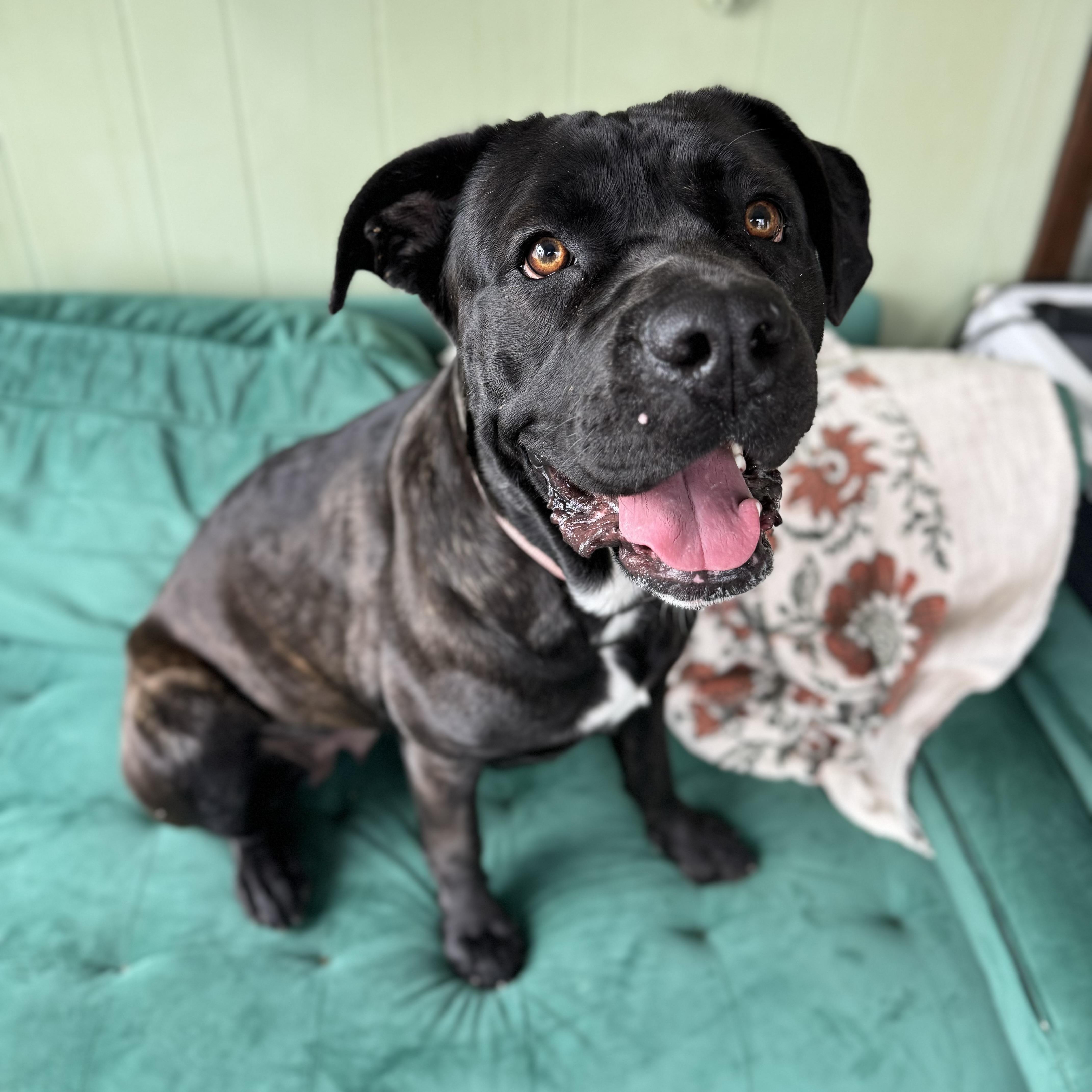 Enlarge Alice, a ADOPTABLE mixed breed in China Township, MI image 4/6