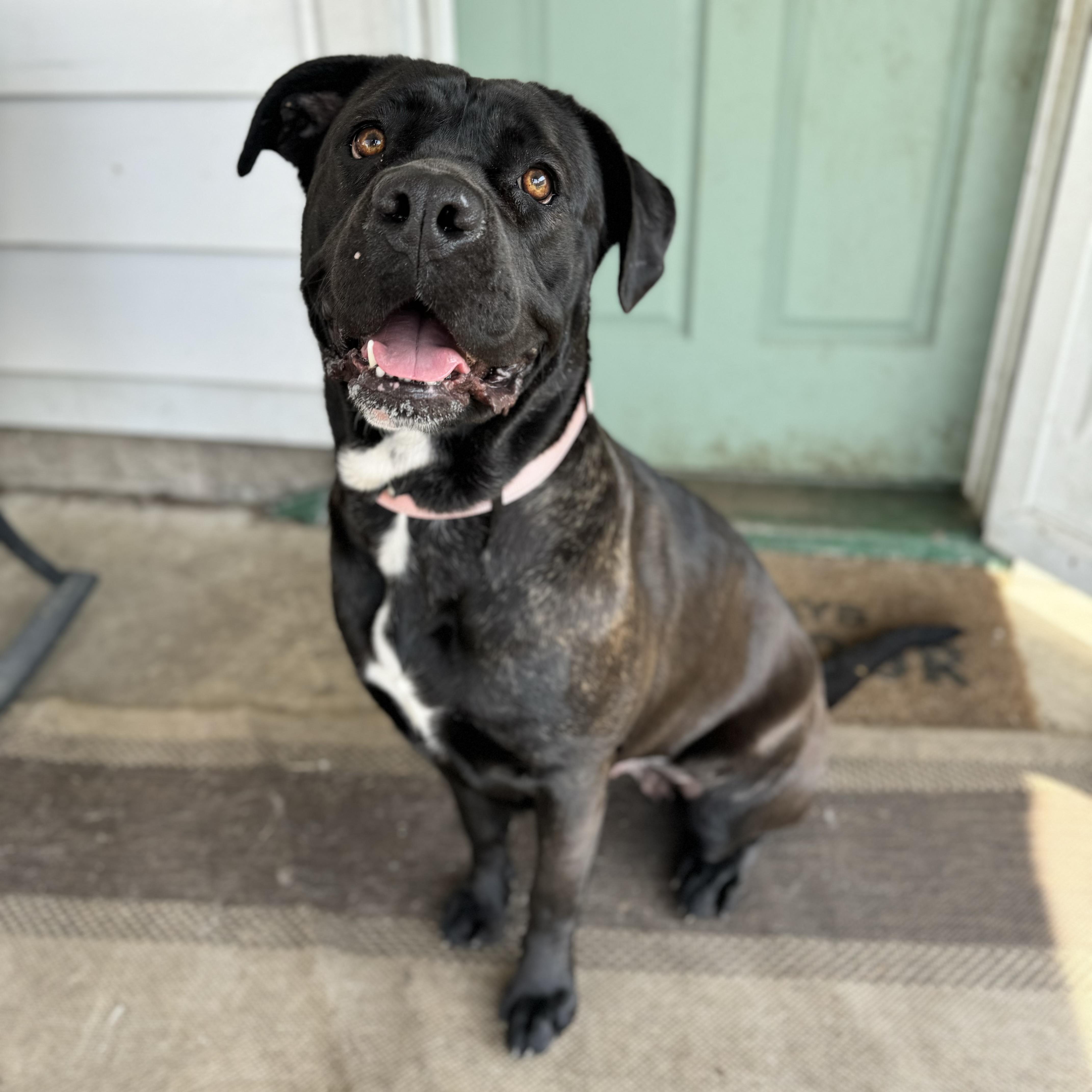 Enlarge Alice, a ADOPTABLE mixed breed in China Township, MI image 6/6
