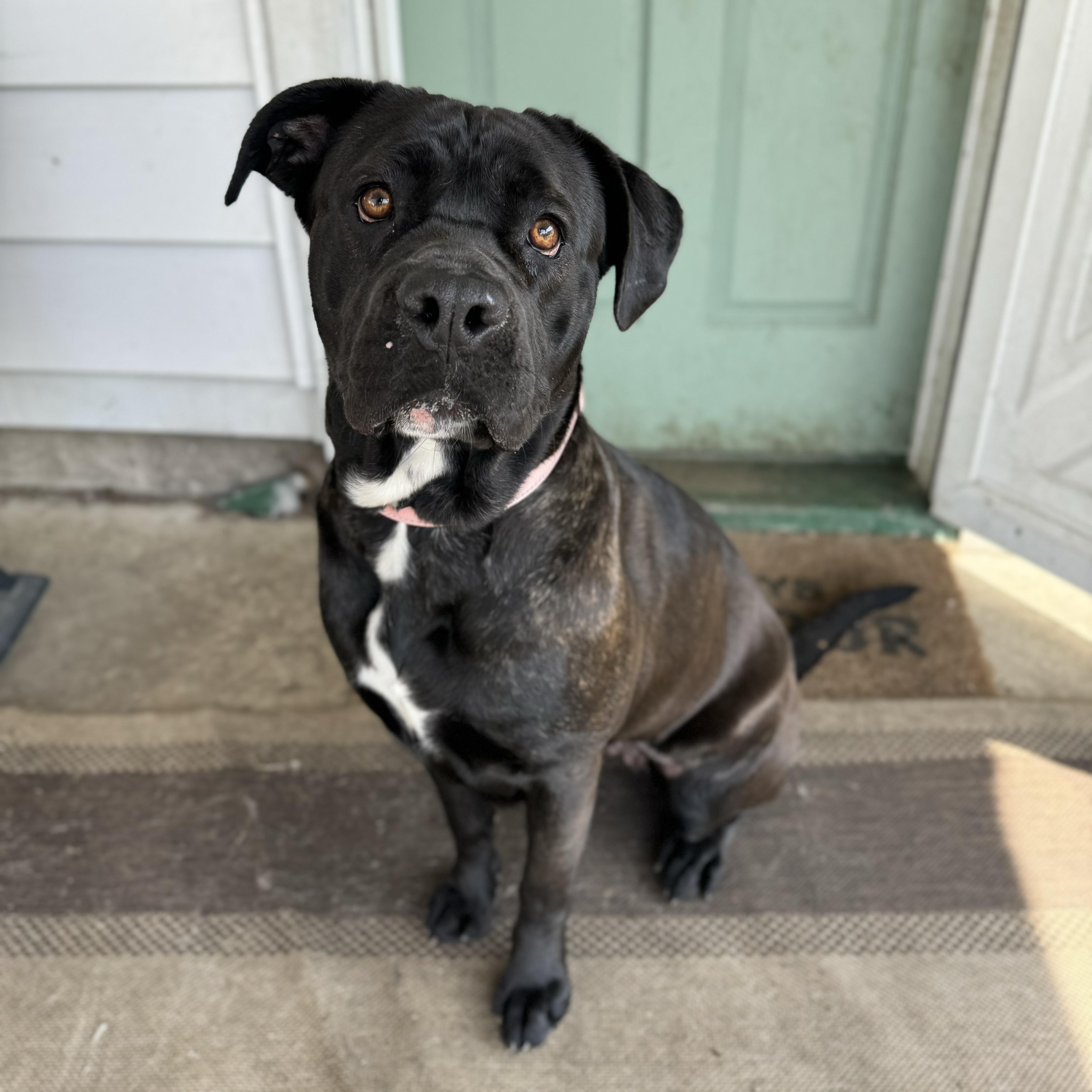 Enlarge Alice, a ADOPTABLE mixed breed in China Township, MI image 1/6