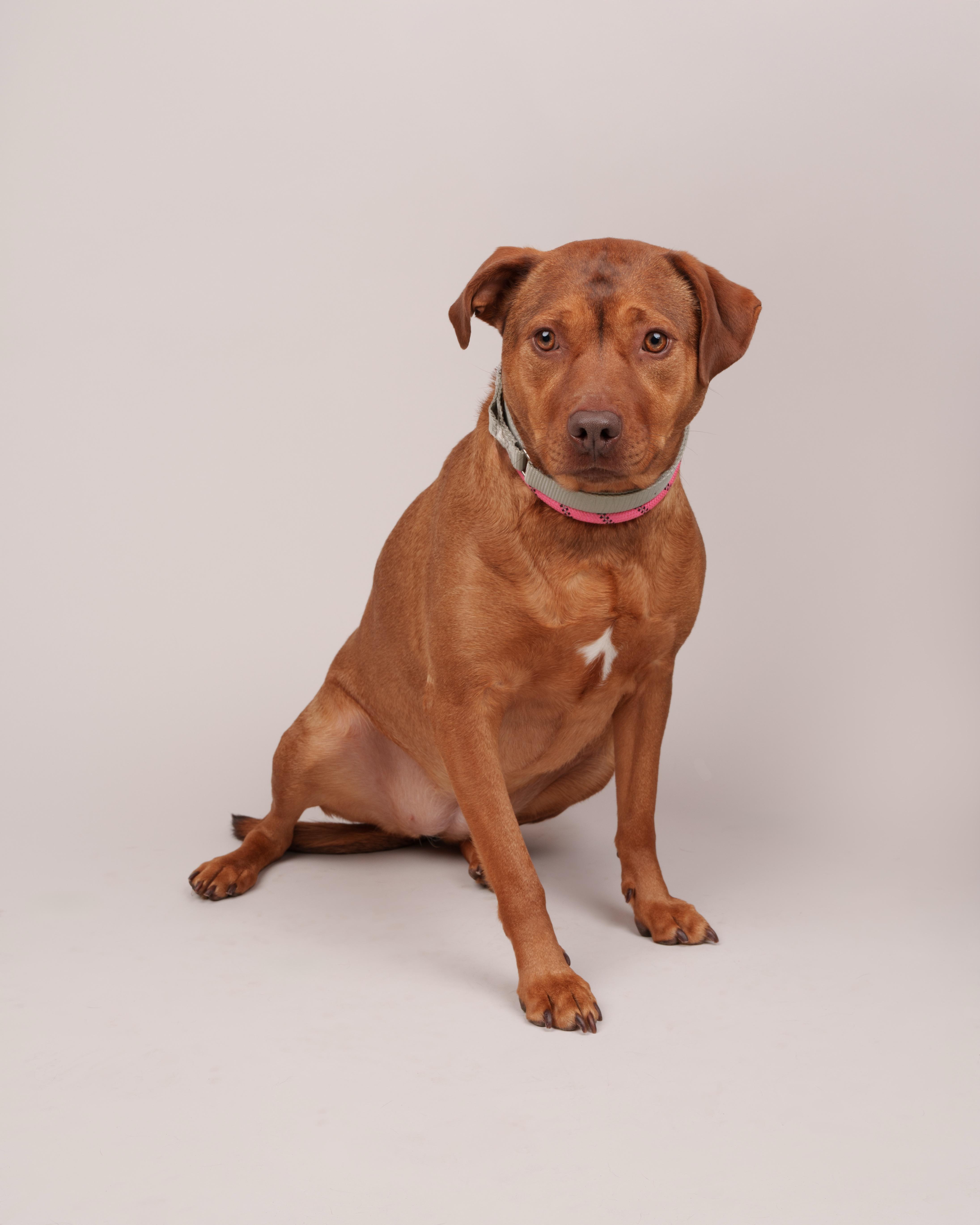 Malibu, ADOPTABLE, Adult Female Labrador Retriever.