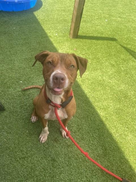 Enlarge POSEY, a Adoptable Pit Bull Terrier in Saint Cloud, FL image 1/1
