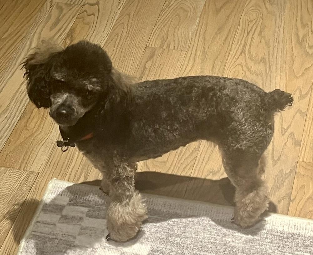 Enlarge Minnie, a Adoptable Poodle in Aurora, CO image 2/5