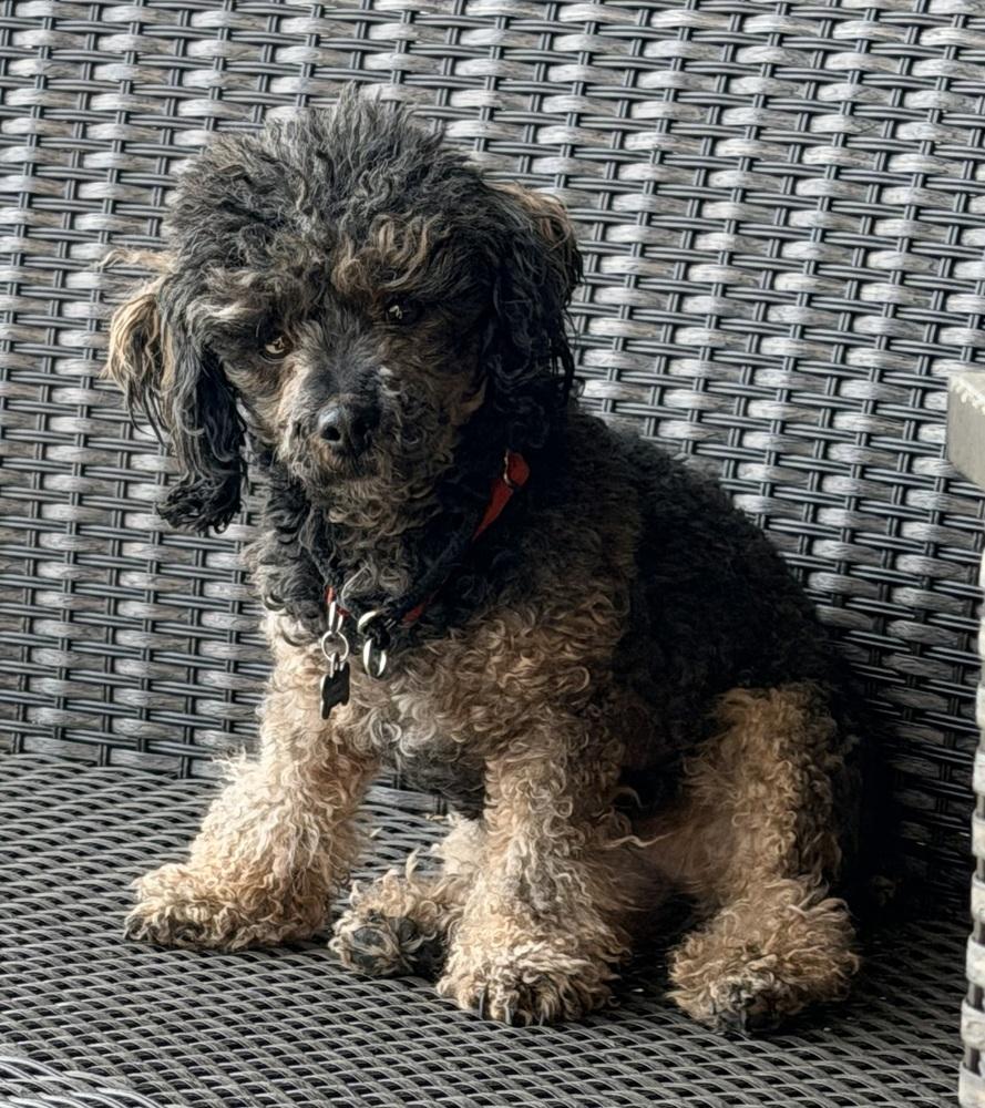 Enlarge Minnie, a Adoptable Poodle in Aurora, CO image 3/5