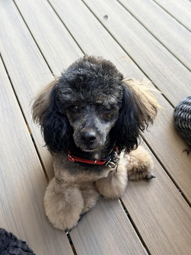 Enlarge Minnie, a Adoptable Poodle in Aurora, CO image 4/5