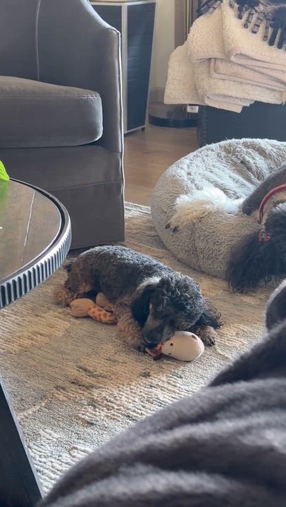 Enlarge Minnie, a Adoptable Poodle in Aurora, CO video 5/5