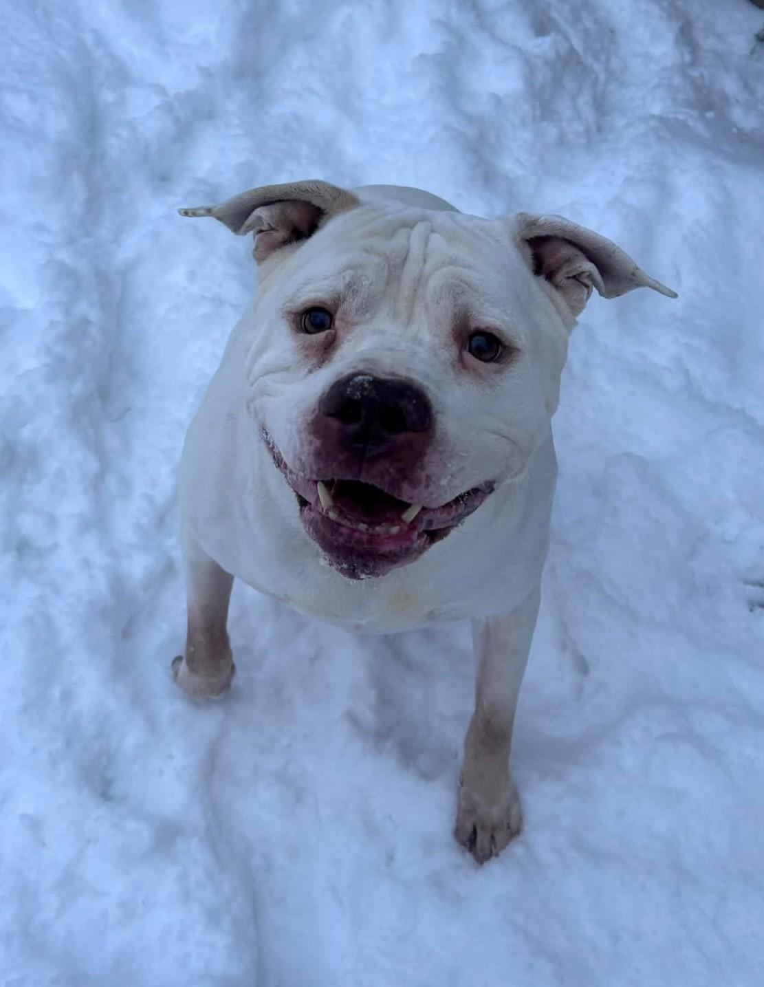 Enlarge Zeus, a ADOPTABLE mixed breed in Prudenville, MI image 1/1