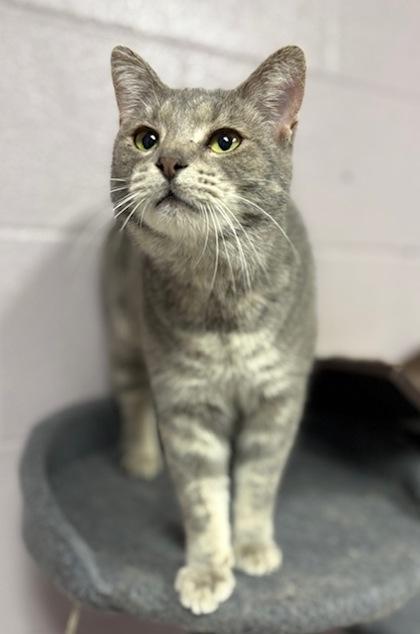 Monarch, Adoptable, Adult Female Domestic Short Hair & Domestic Short Hair.