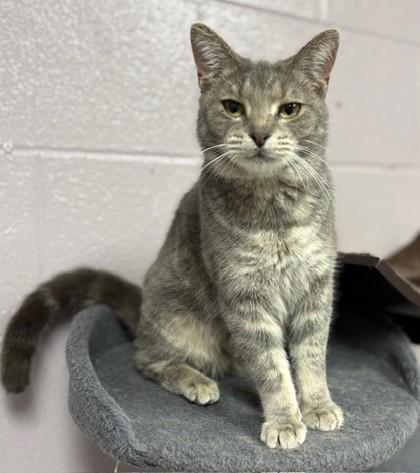Monarch, Adoptable, Adult Female Domestic Short Hair & Domestic Short Hair.