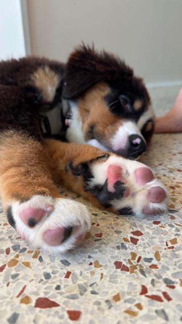 Sasha / Redington Beach, a Adopted Bernese Mountain Dog in Redington Beach, FL image 1/4