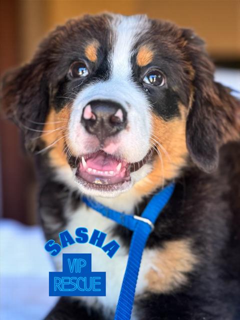 Sasha / Redington Beach, a Adopted Bernese Mountain Dog in Redington Beach, FL image 4/4