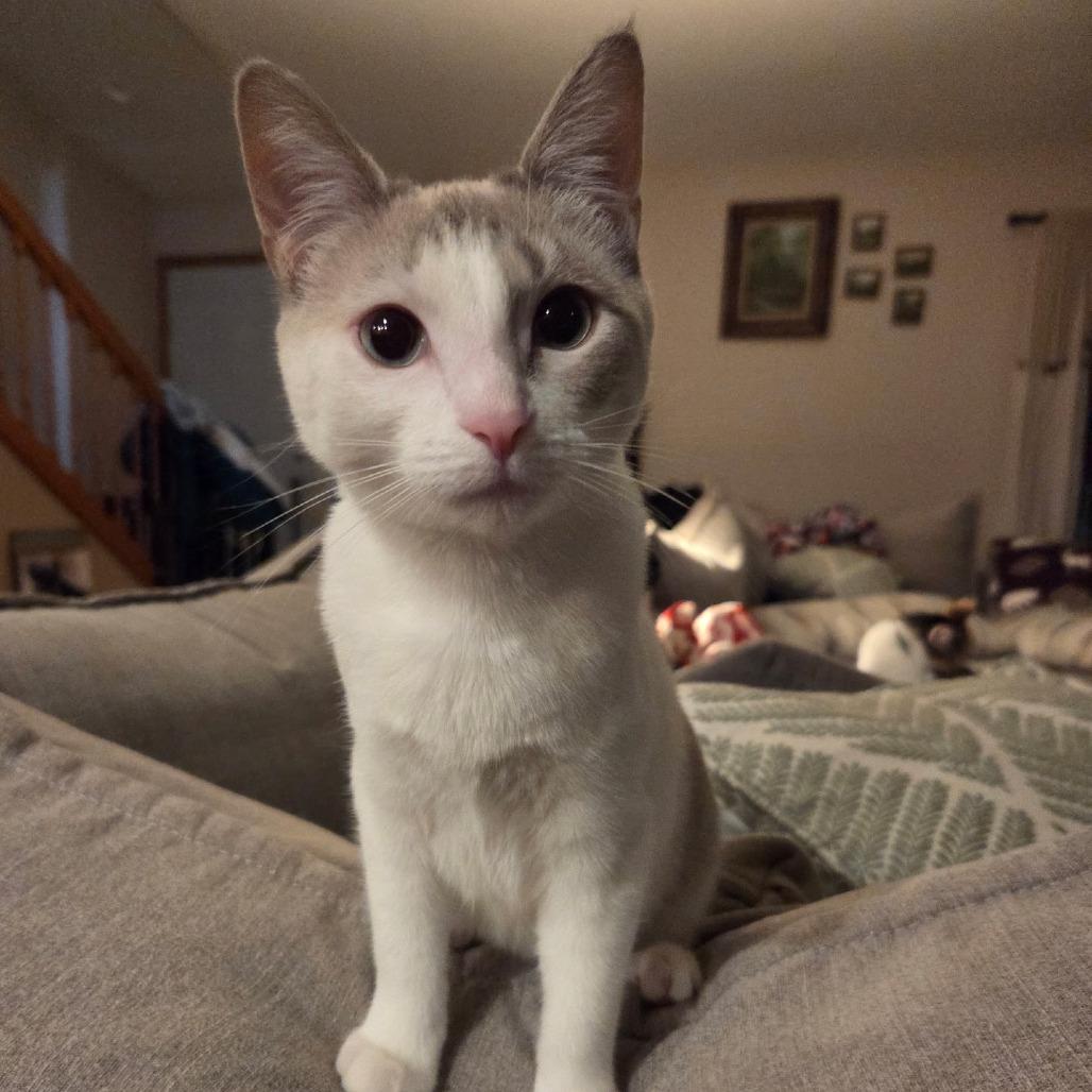Enlarge Iris, a Adoptable Domestic Short Hair in Danville, IL image 1/6