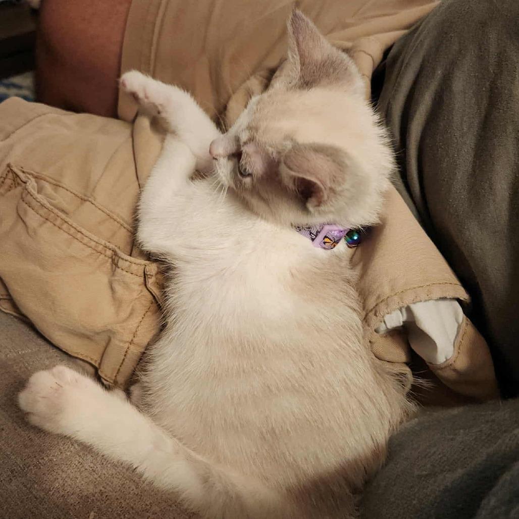 Iris, Adoptable, Kitten Female Domestic Short Hair.