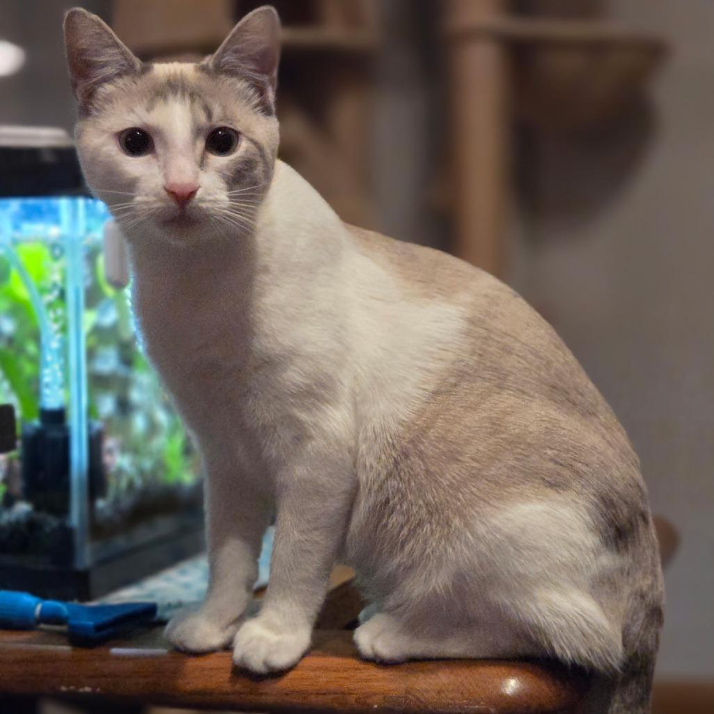 Enlarge Iris, a Adoptable Domestic Short Hair in Danville, IL image 3/6