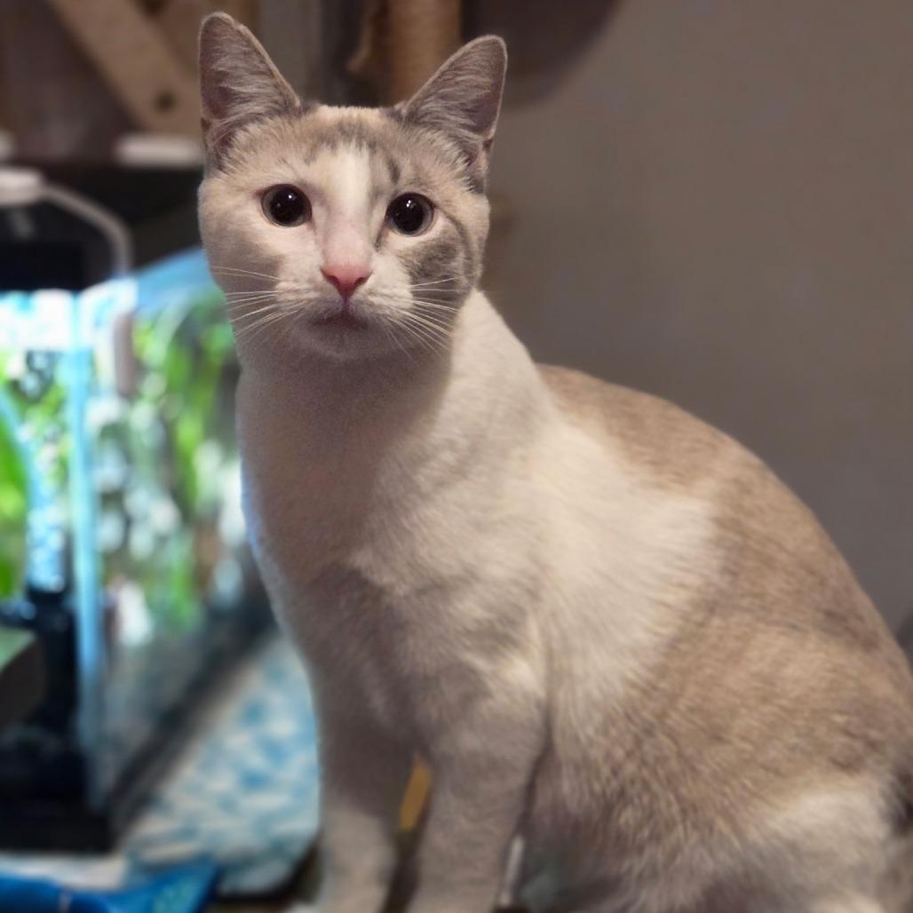 Enlarge Iris, a Adoptable Domestic Short Hair in Danville, IL image 4/6