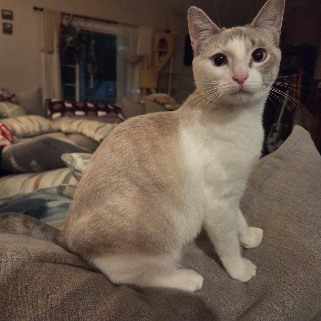 Enlarge Iris, a Adoptable Domestic Short Hair in Danville, IL image 6/6