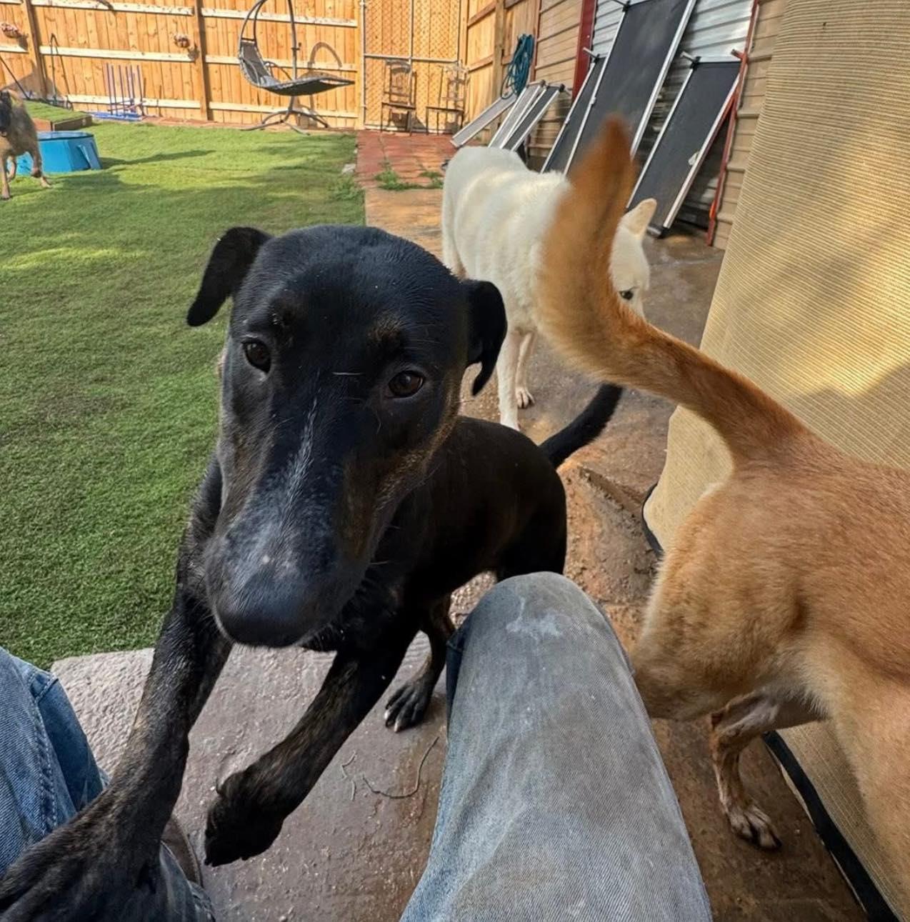 Stella — thumbnail 6