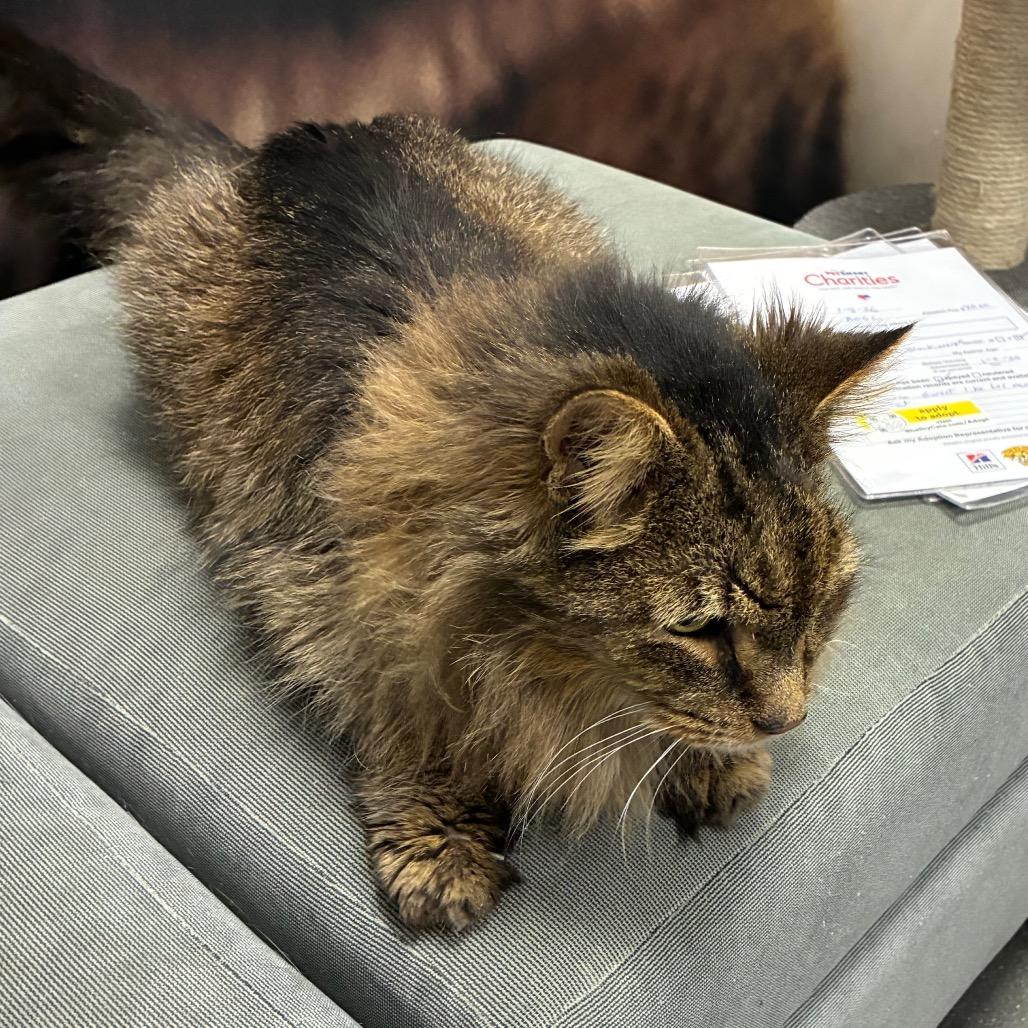 Turkey, Adoptable, Senior Male Domestic Medium Hair.