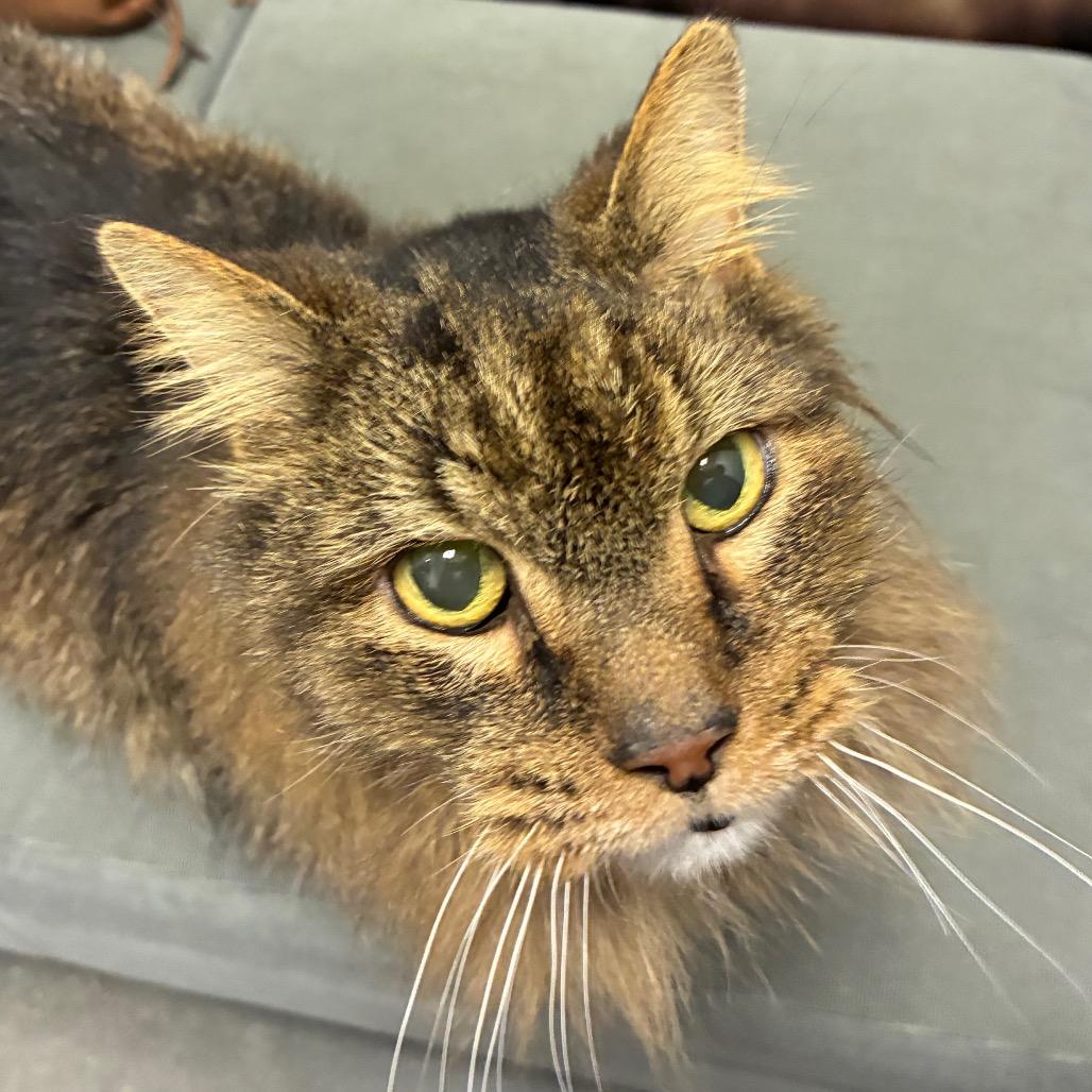 Enlarge Turkey, a Adoptable Domestic Medium Hair in Shelbyville, IN image 2/6