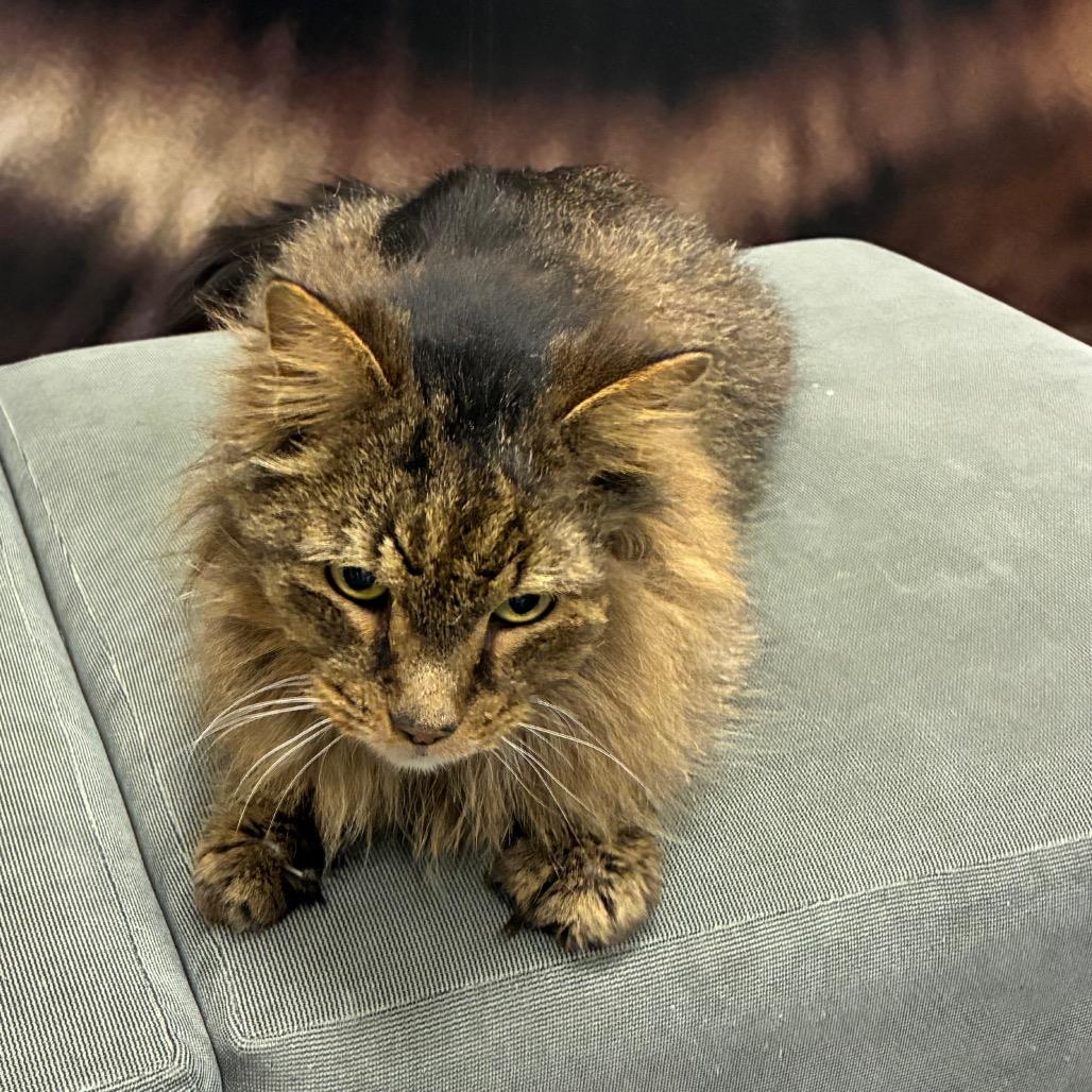 Enlarge Turkey, a Adoptable Domestic Medium Hair in Shelbyville, IN image 3/6