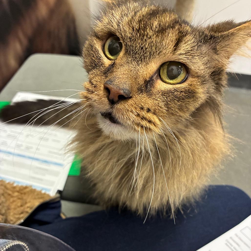 Enlarge Turkey, a Adoptable Domestic Medium Hair in Shelbyville, IN image 4/6