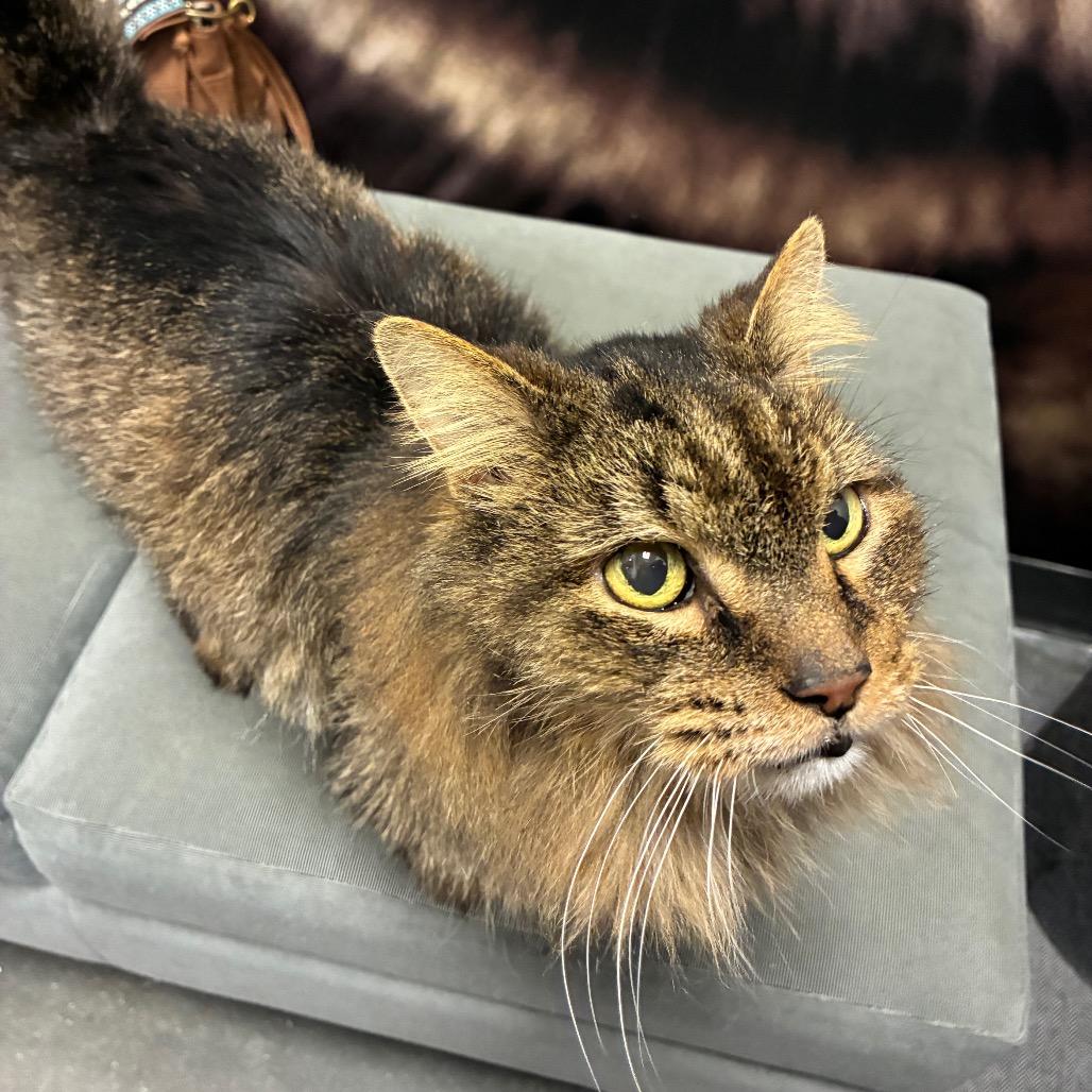 Enlarge Turkey, a Adoptable Domestic Medium Hair in Shelbyville, IN image 5/6