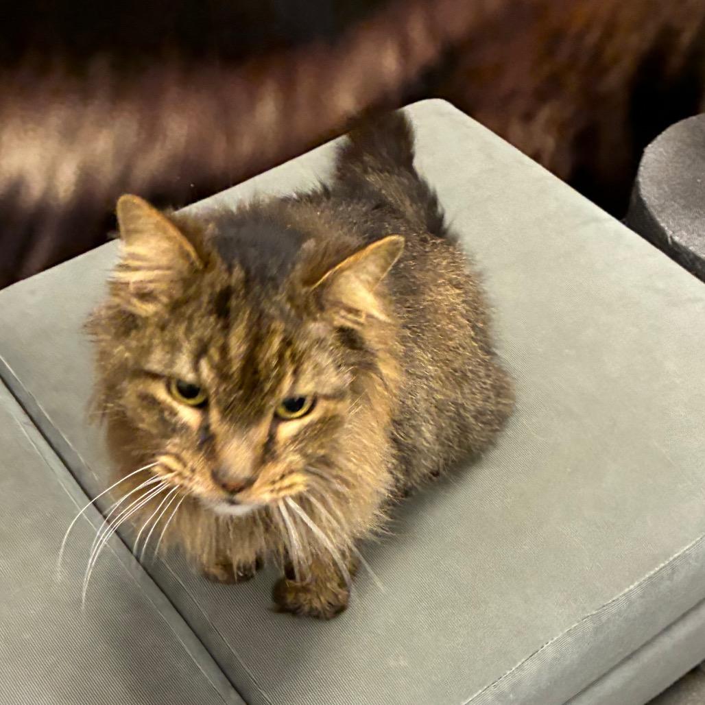 Enlarge Turkey, a Adoptable Domestic Medium Hair in Shelbyville, IN image 6/6