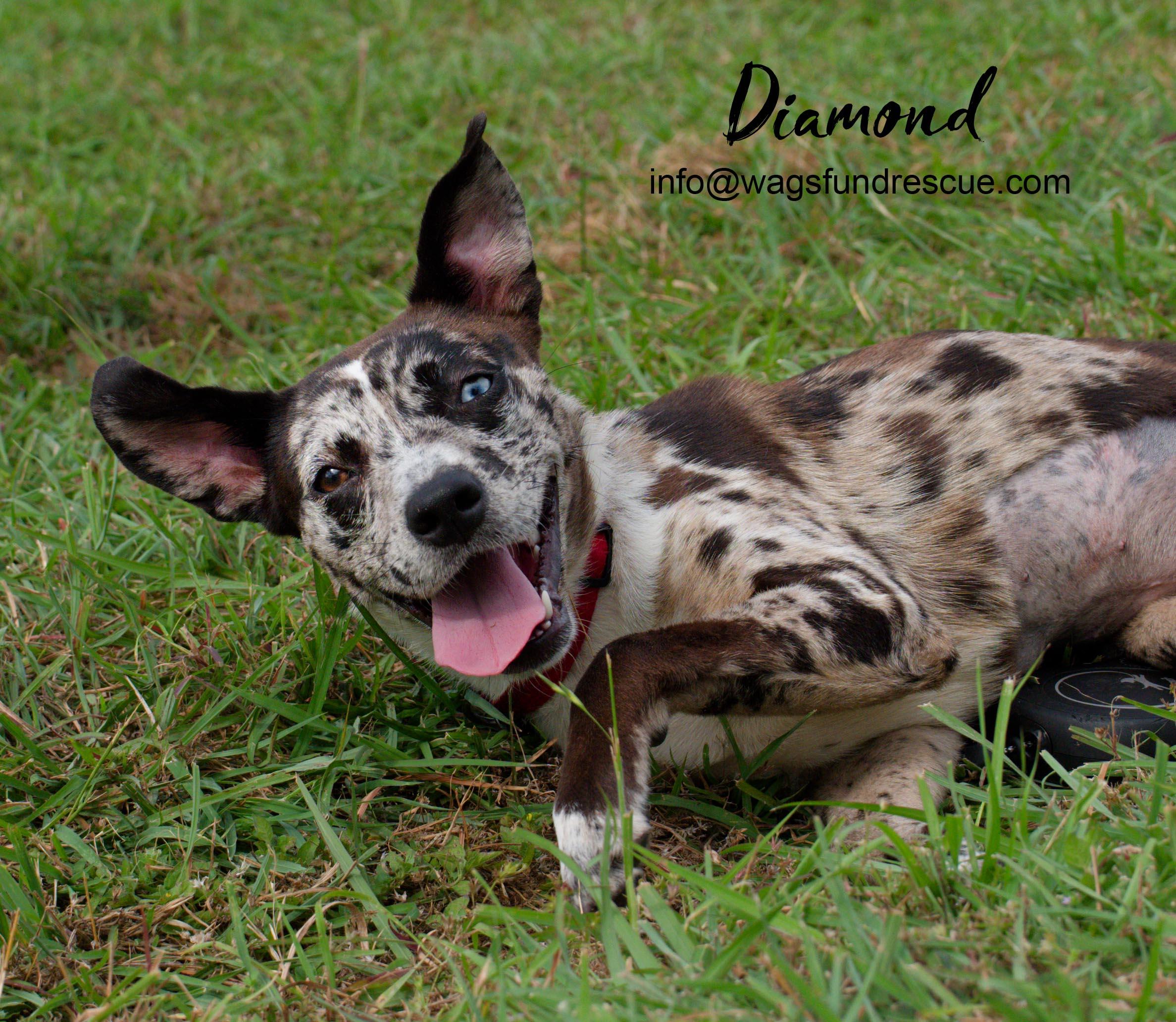 Diamond, a ADOPTABLE mixed breed in Houston, TX image 3/5