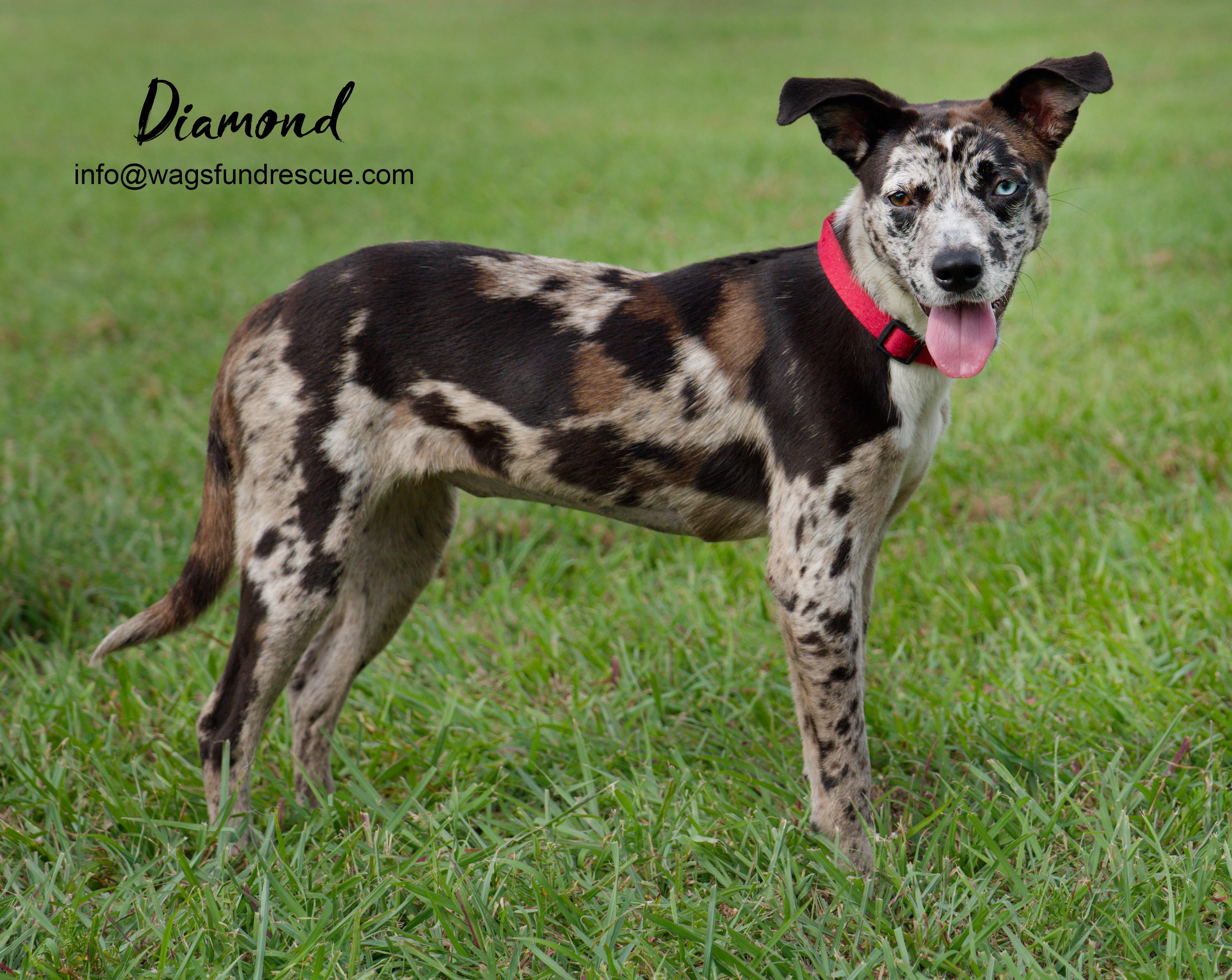 Diamond, a ADOPTABLE mixed breed in Houston, TX image 2/5