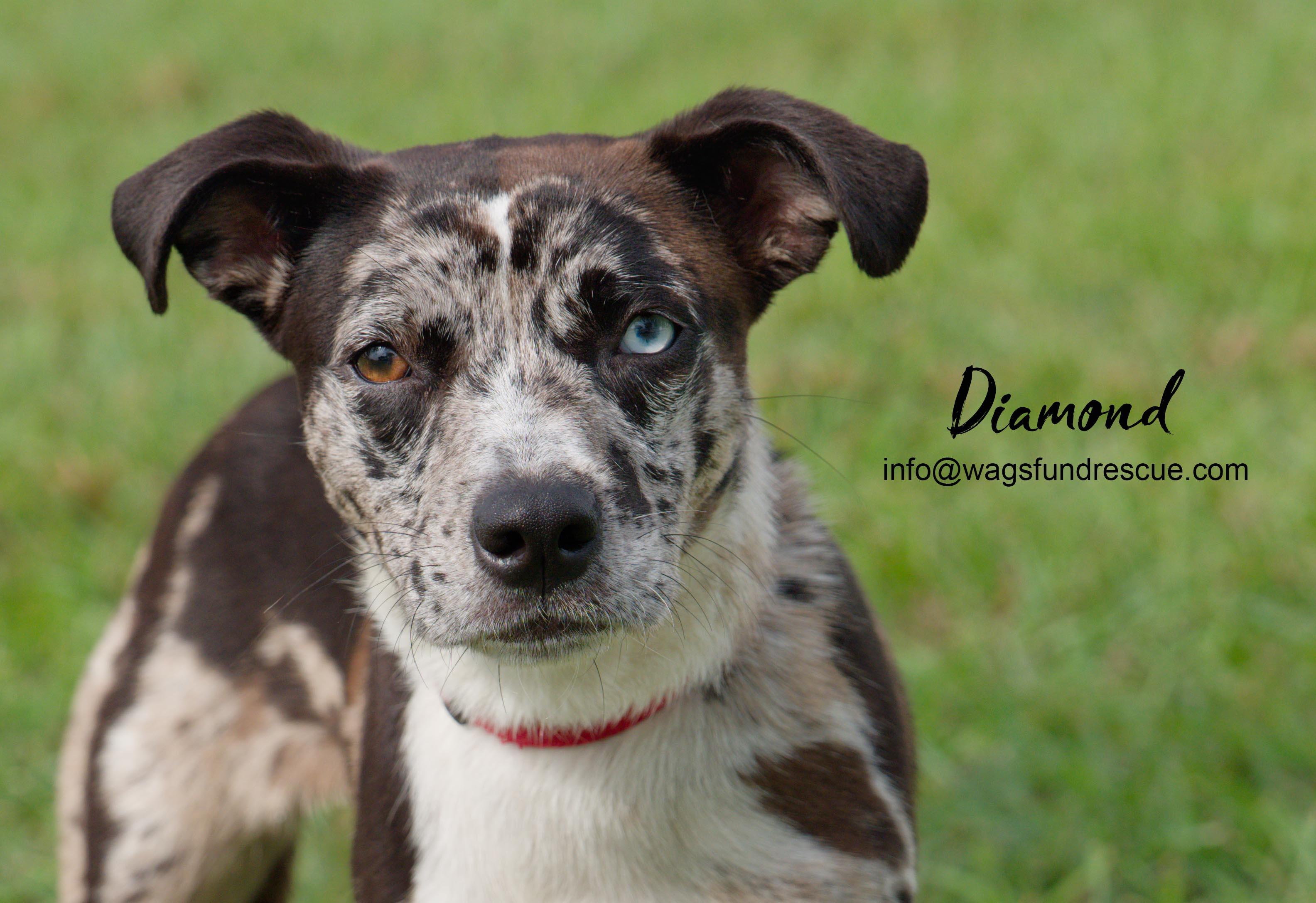 Diamond, ADOPTABLE, Puppy Female Catahoula Leopard Dog & Terrier.