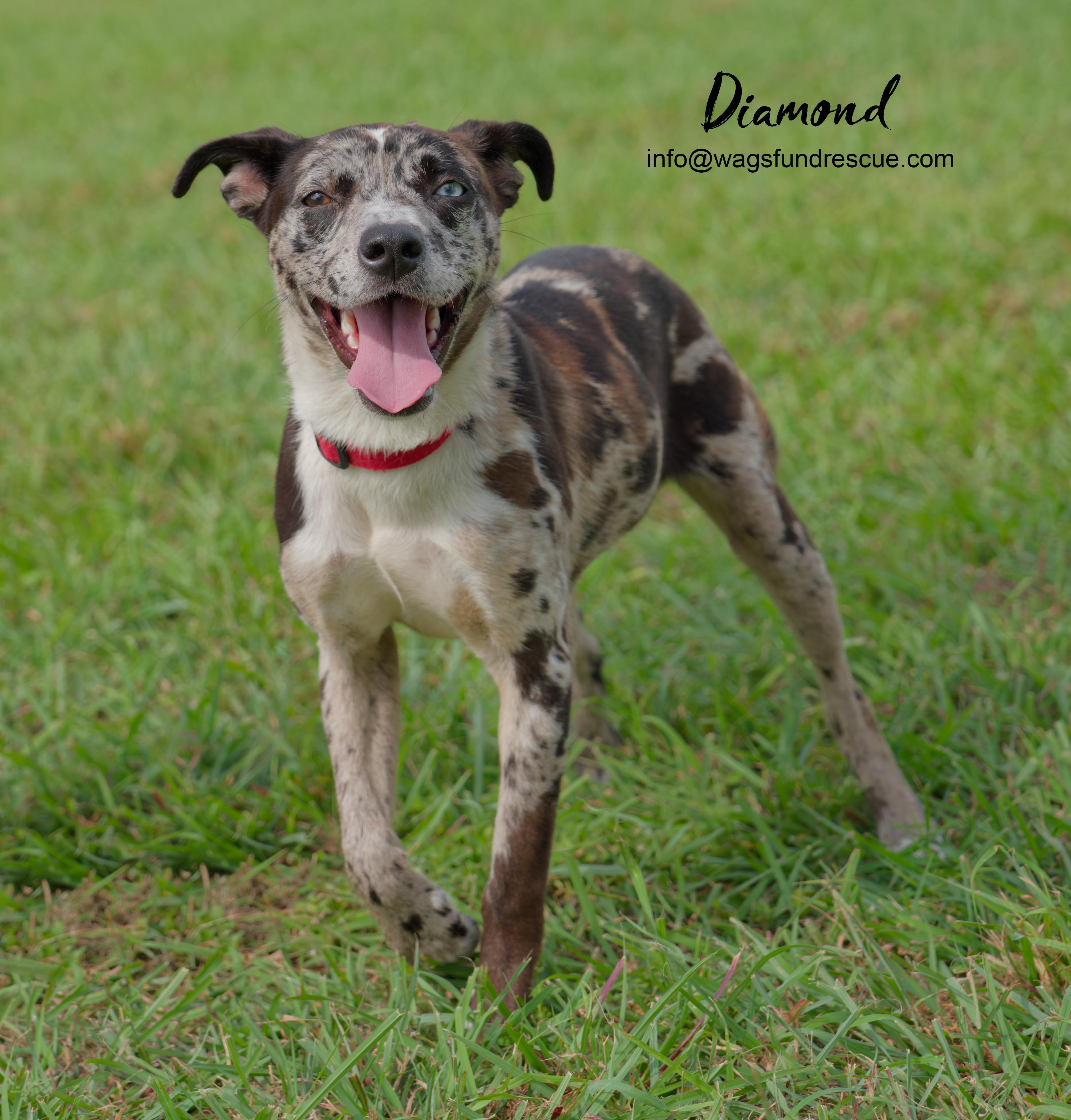 Diamond, a ADOPTABLE mixed breed in Houston, TX image 4/5