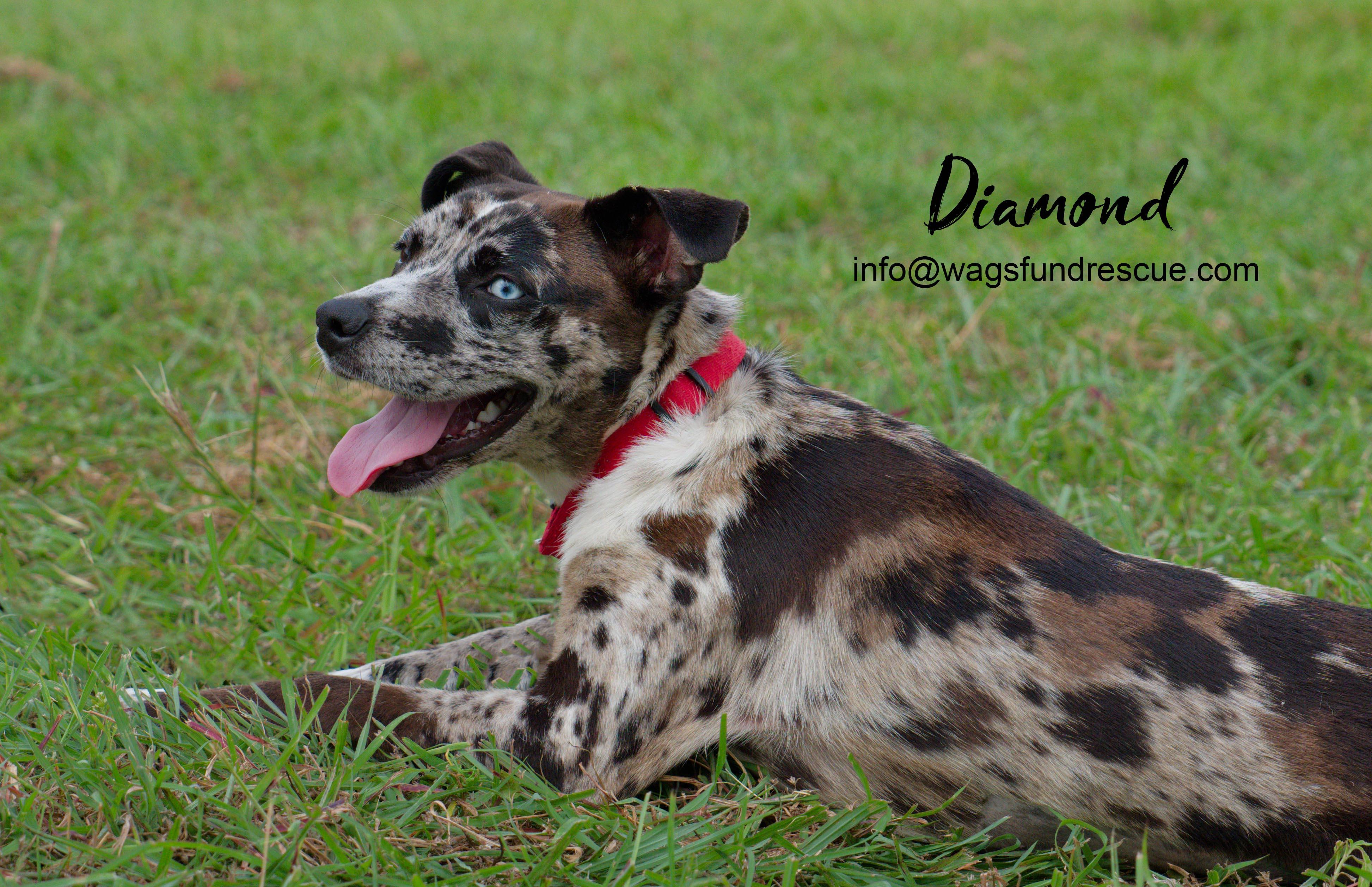 Diamond, a ADOPTABLE mixed breed in Houston, TX image 5/5