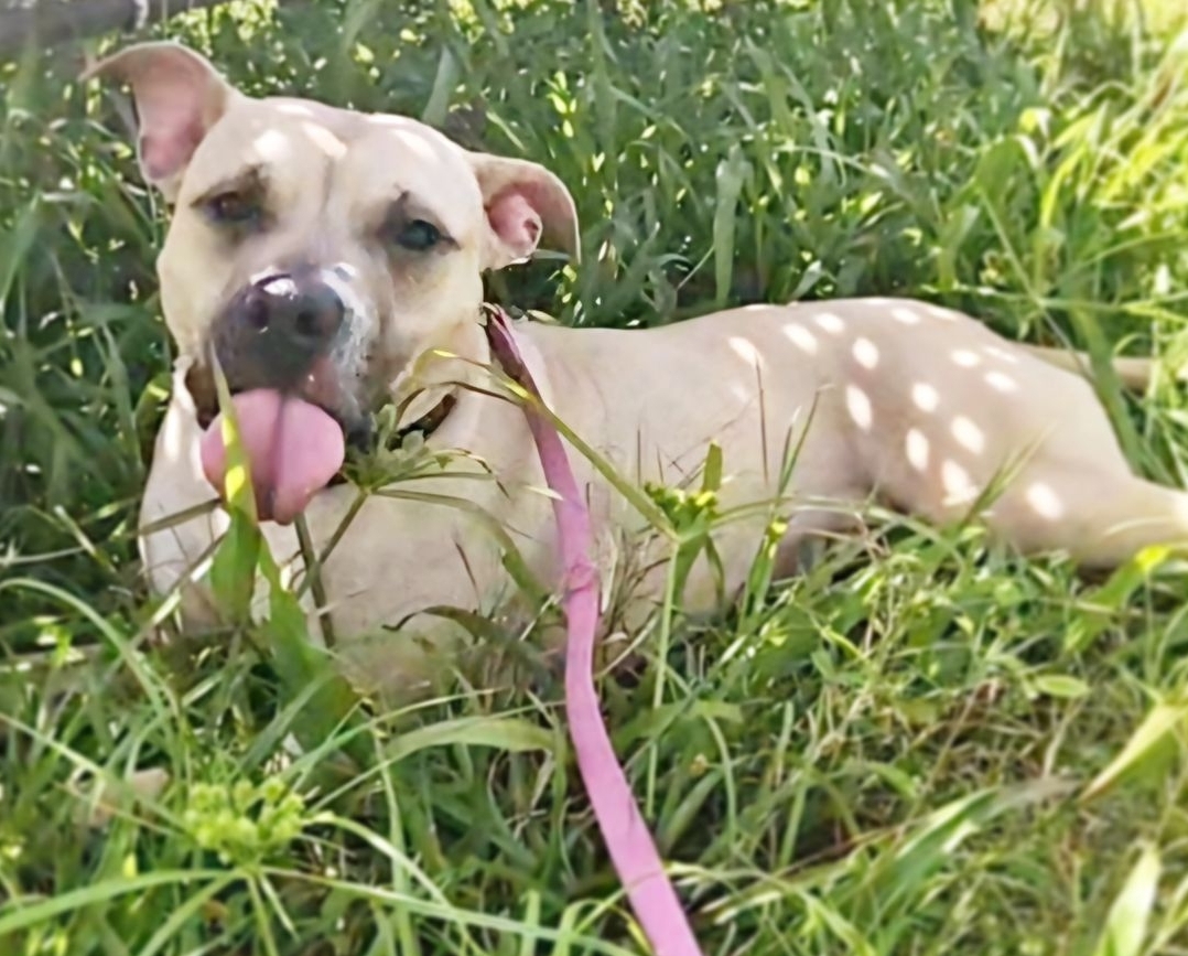 Rosie, a Adoptable Black Mouth Cur in Fort Myers, FL image 1/3