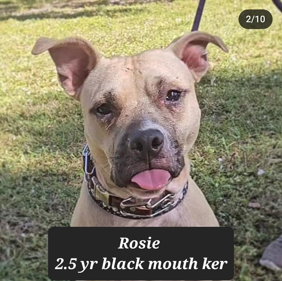 Rosie, a Adoptable Black Mouth Cur in Fort Myers, FL image 3/3