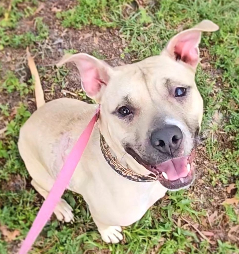 Rosie, a Adoptable Black Mouth Cur in Fort Myers, FL image 2/3