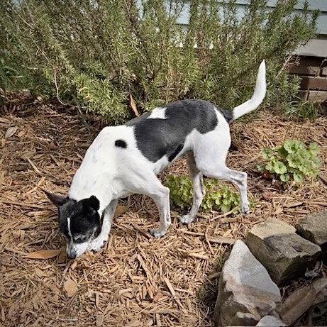 Enlarge Millie (NC), a Adoptable Rat Terrier in Greensboro, NC image 2/3
