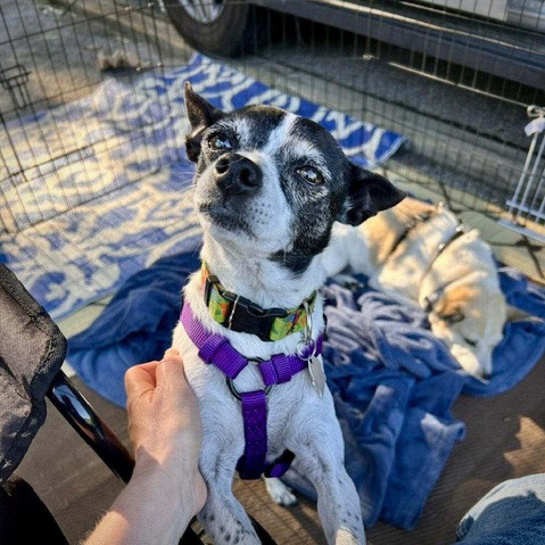 Enlarge Millie (NC), a Adoptable Rat Terrier in Greensboro, NC image 1/3