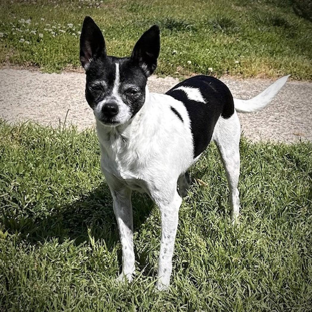 Enlarge Millie (NC), a Adoptable Rat Terrier in Greensboro, NC image 1/3