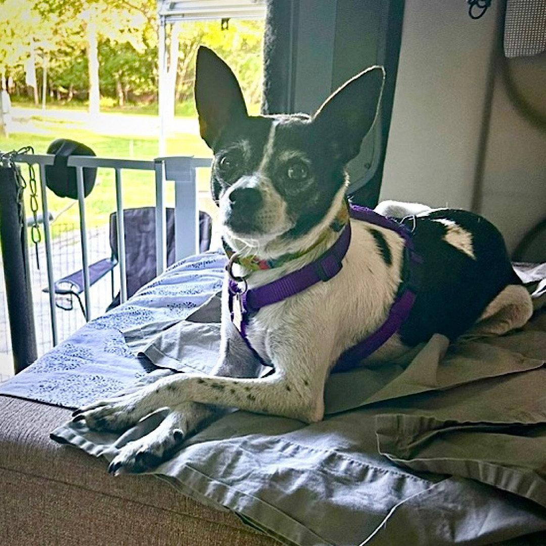 Enlarge Millie (NC), a Adoptable Rat Terrier in Greensboro, NC image 3/3